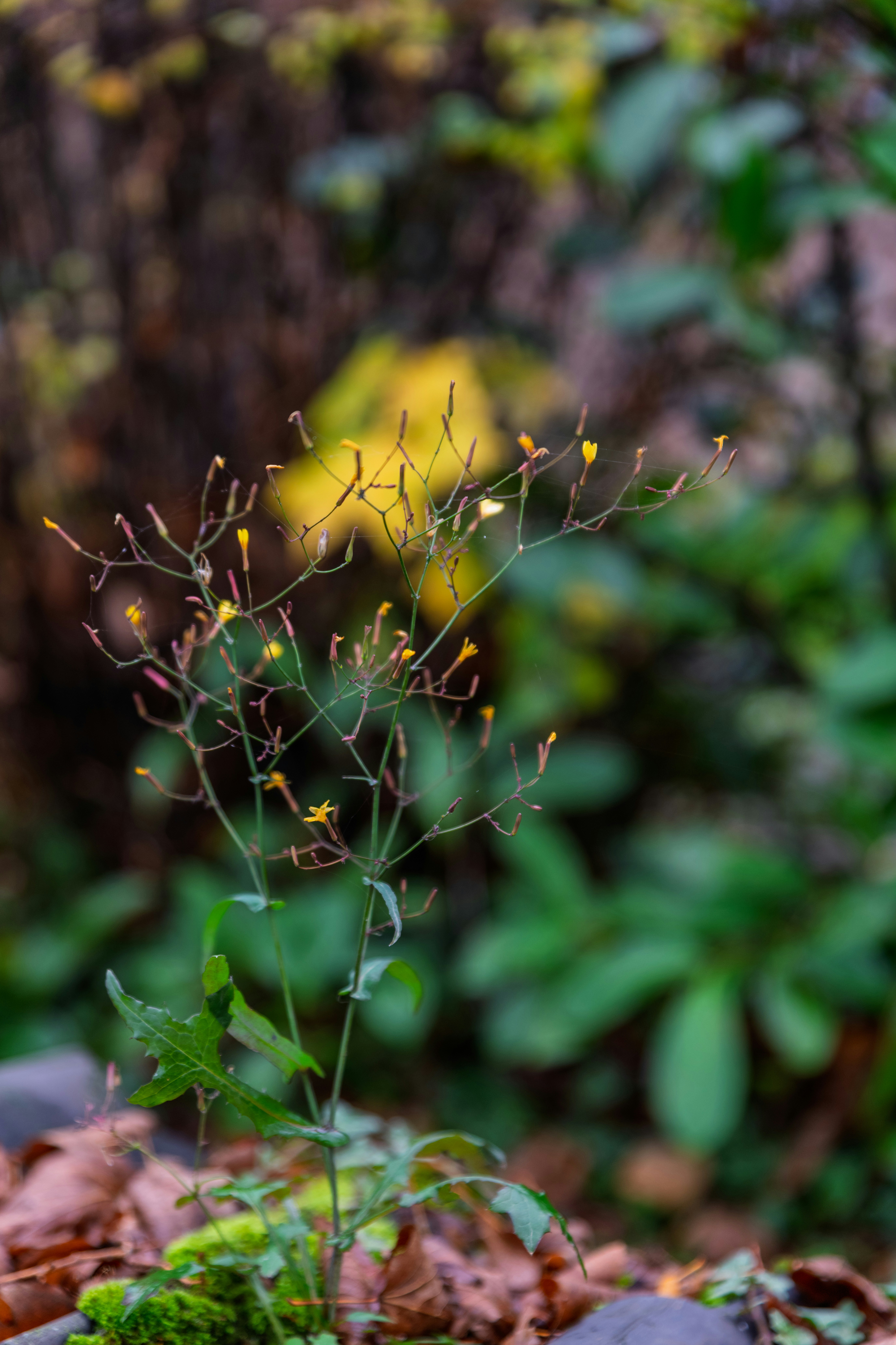 Photo by skstrannik