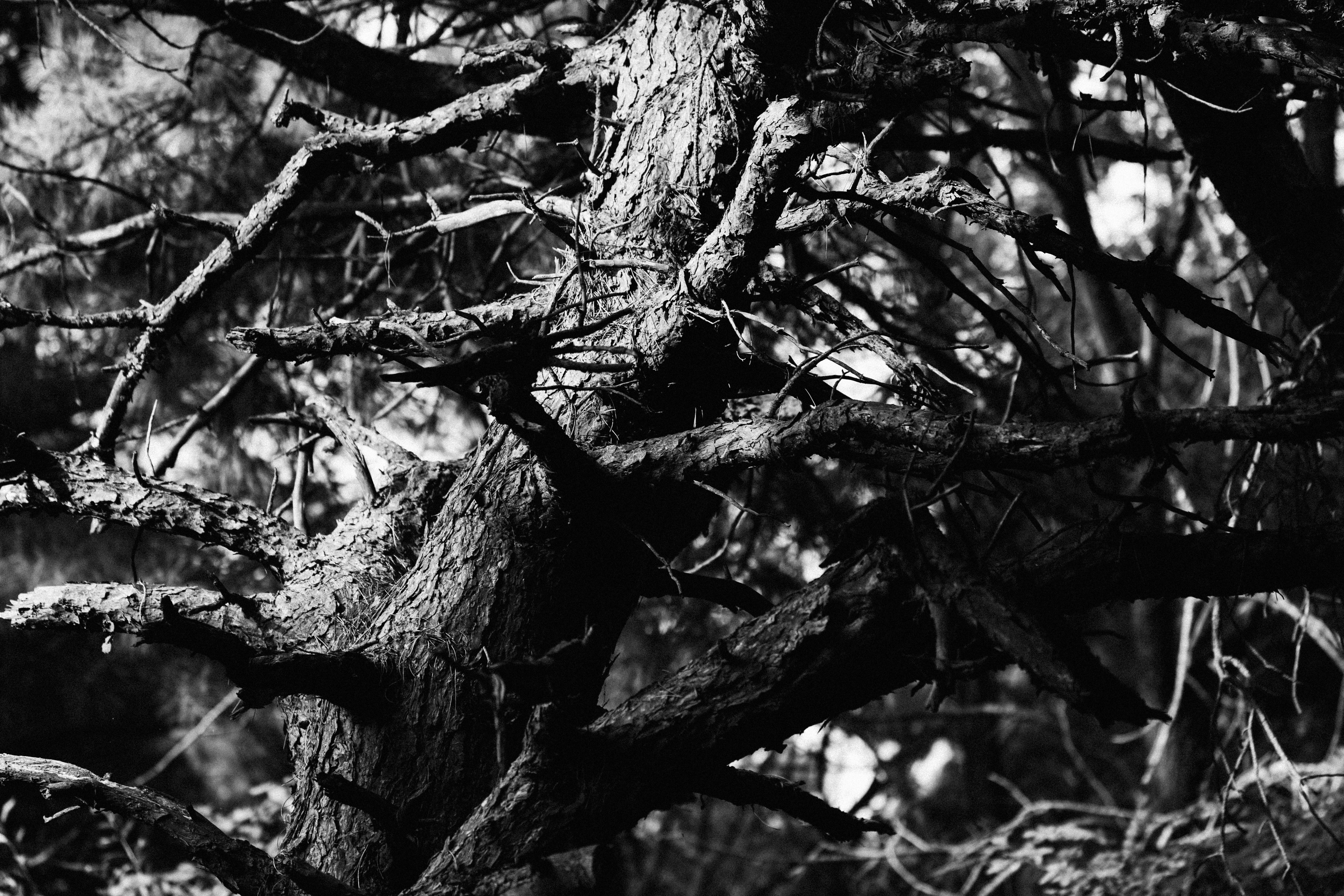 Photo by summerobelisk