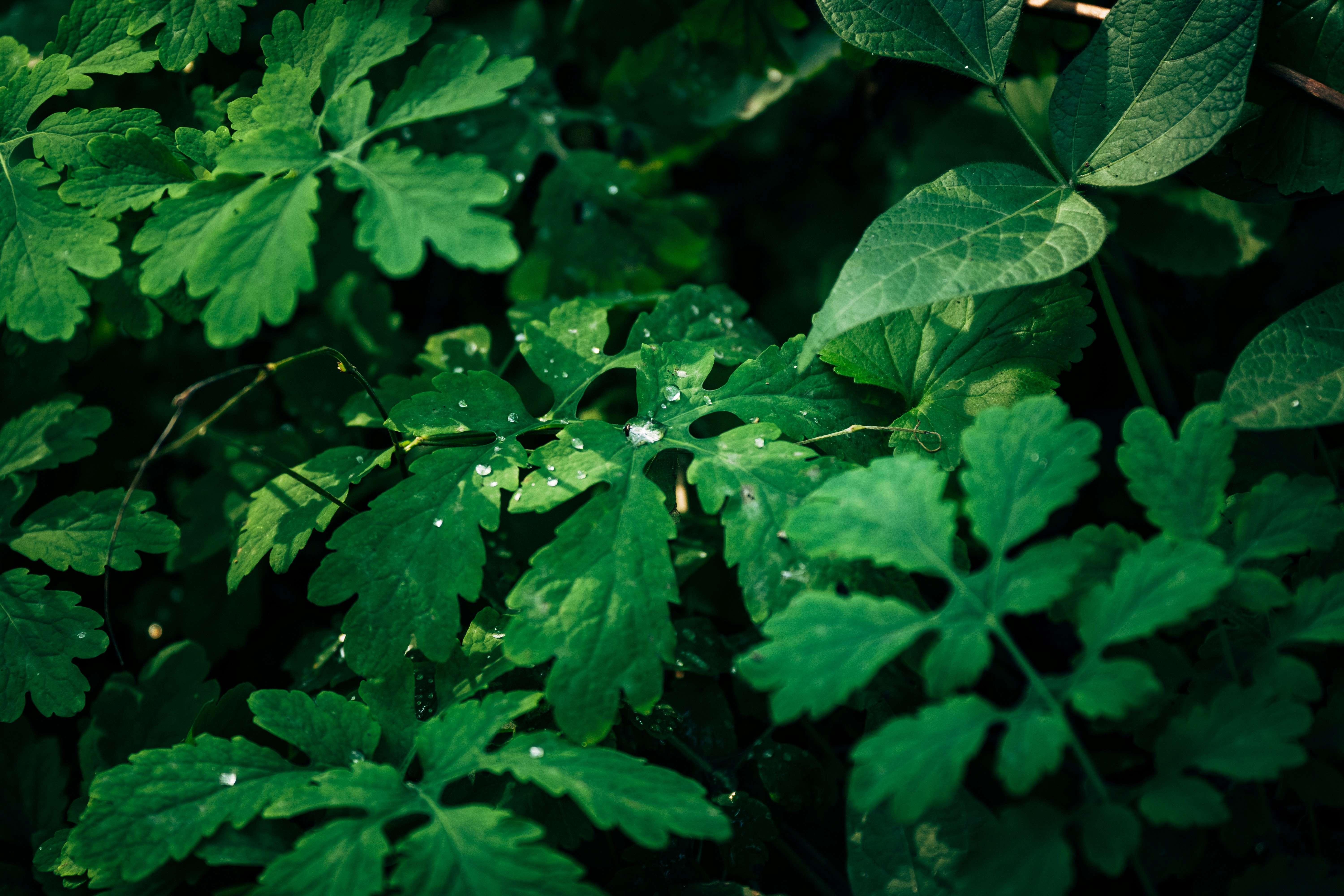 Photo by summerobelisk