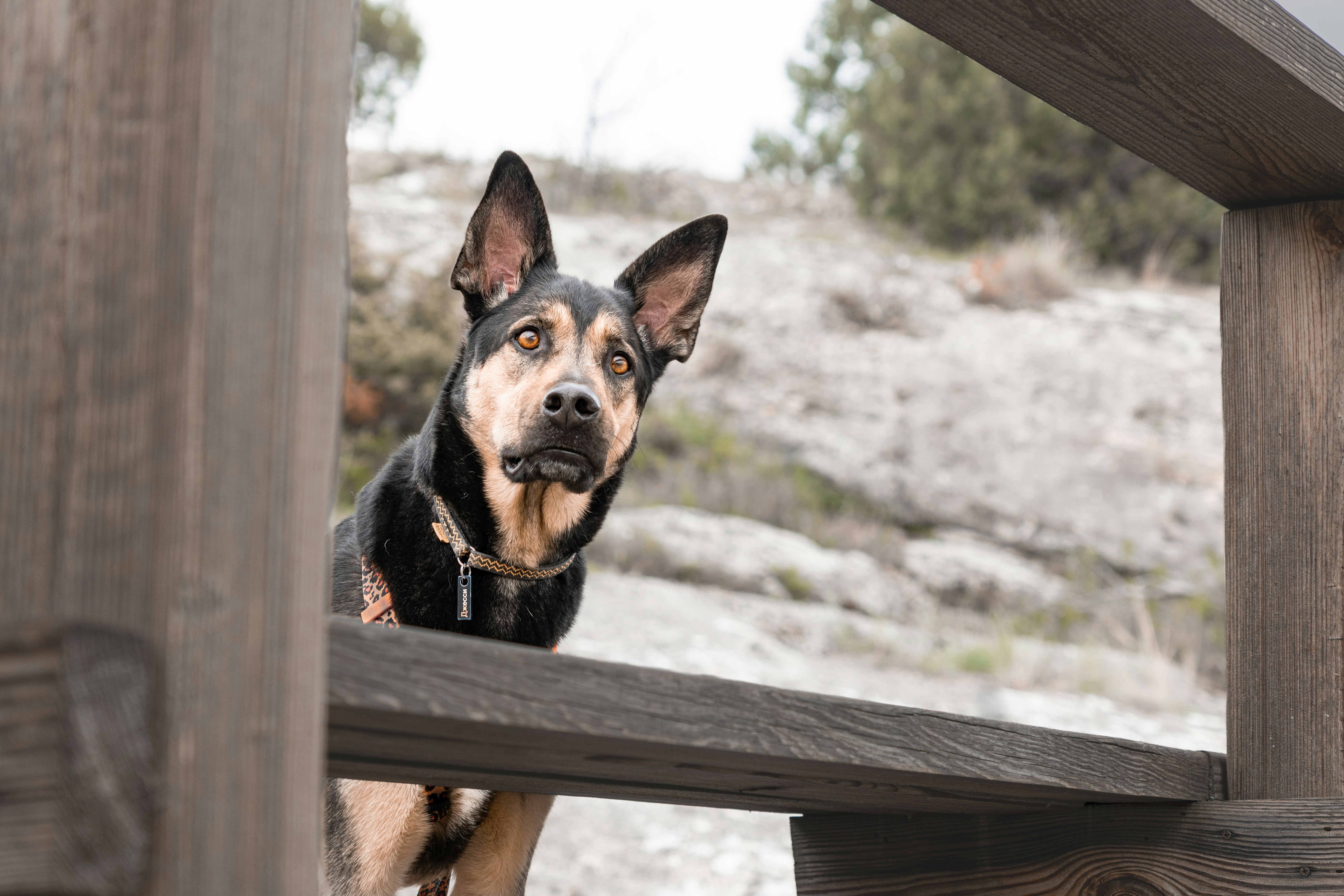 A dog looks curiously through wooden railings