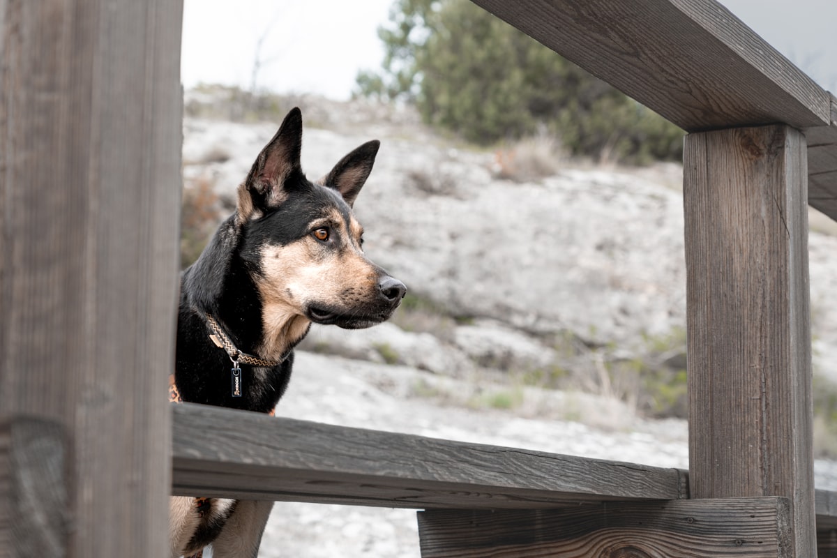 Dog looking out alertly from wooden railing