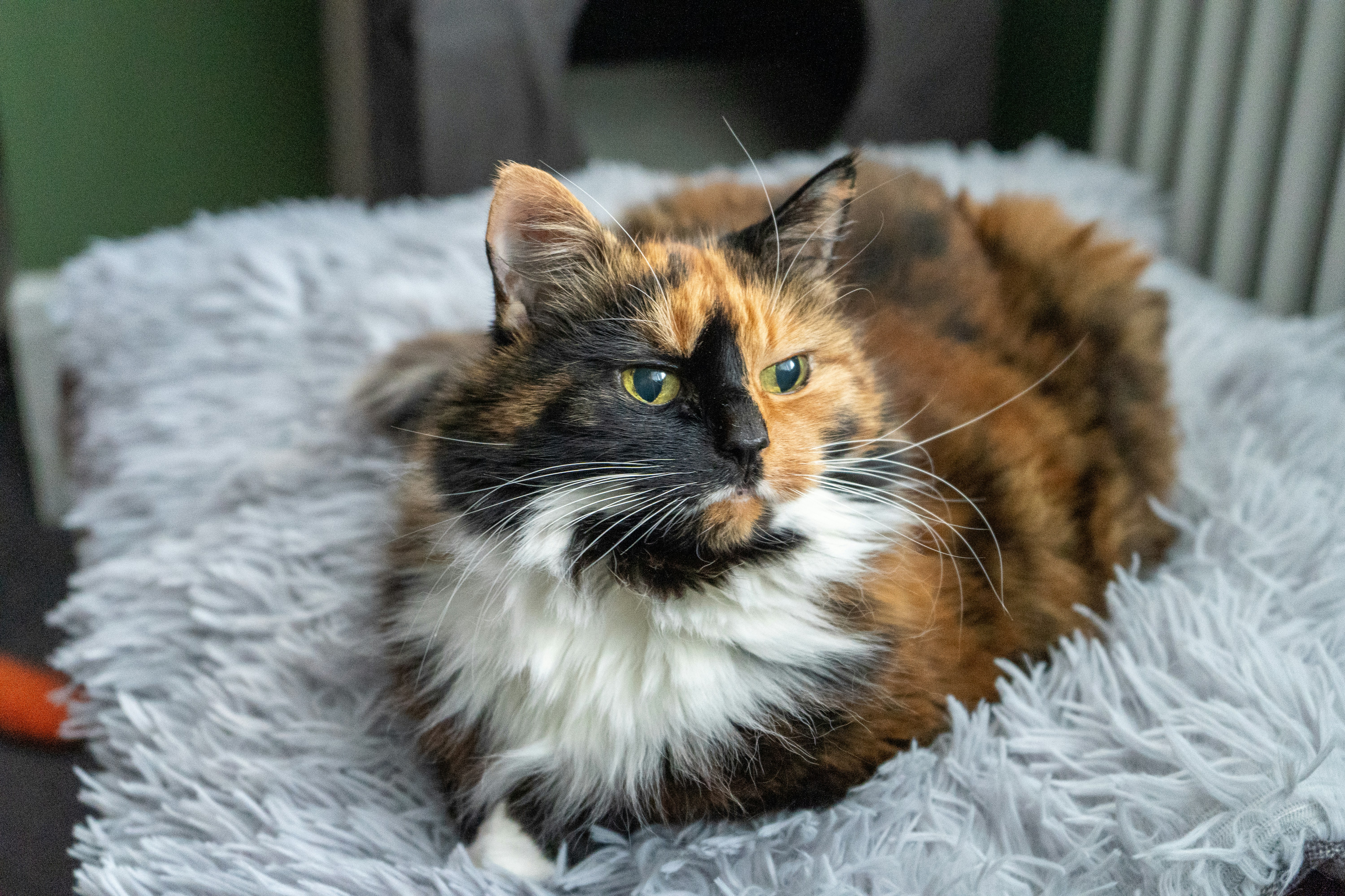 Photo by niall_smith