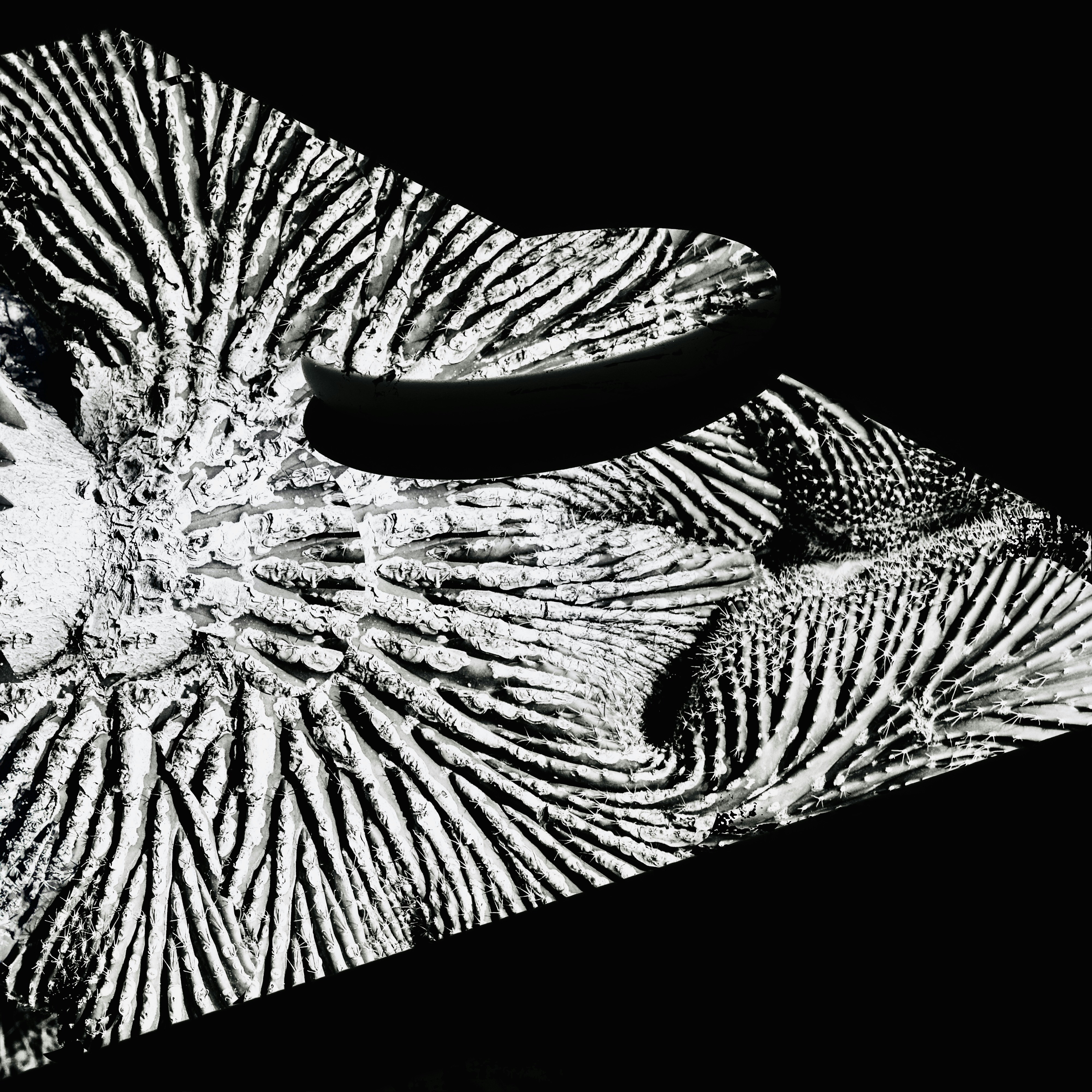 incriminate: Abstract black and white textured pattern