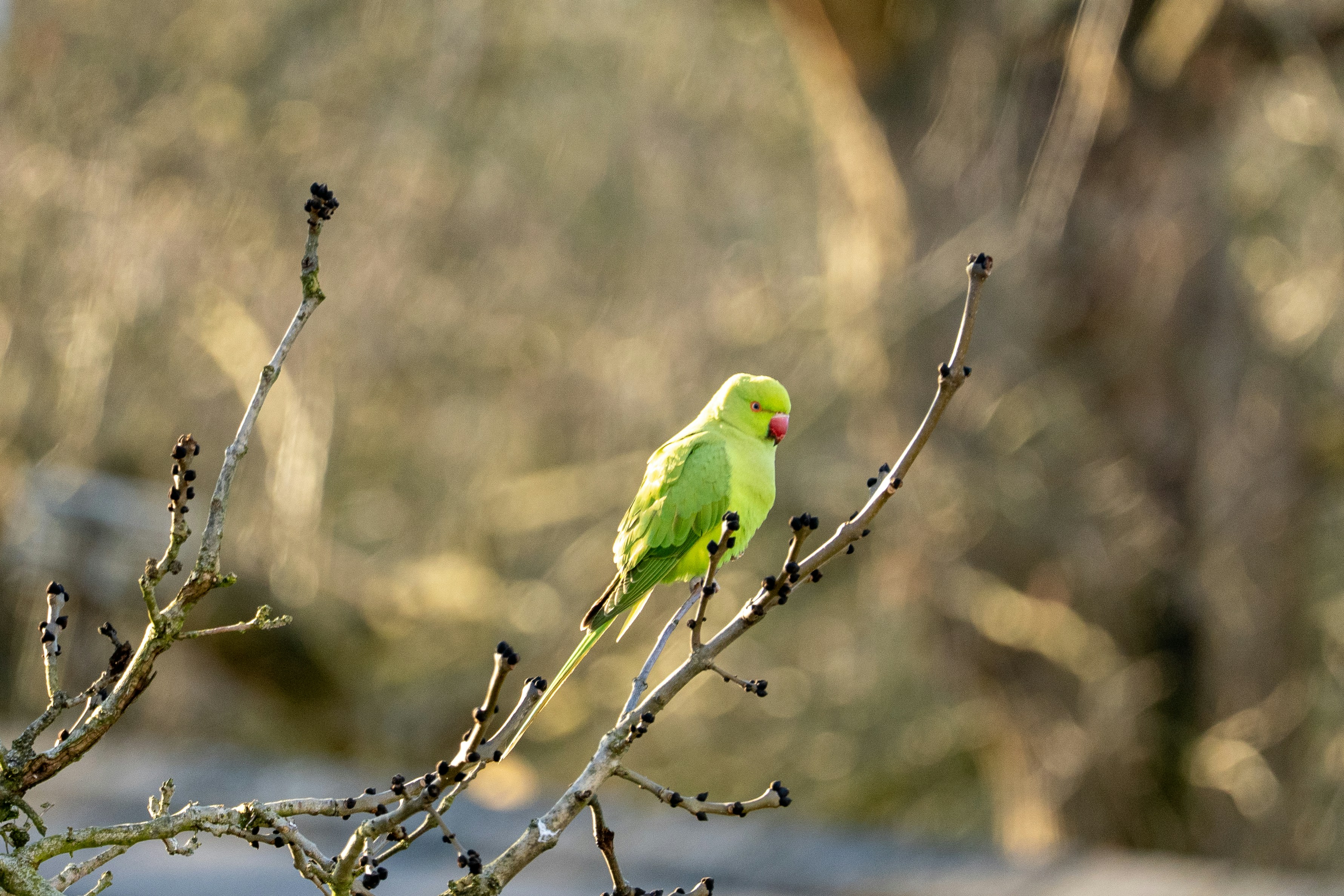 Photo by niall_smith