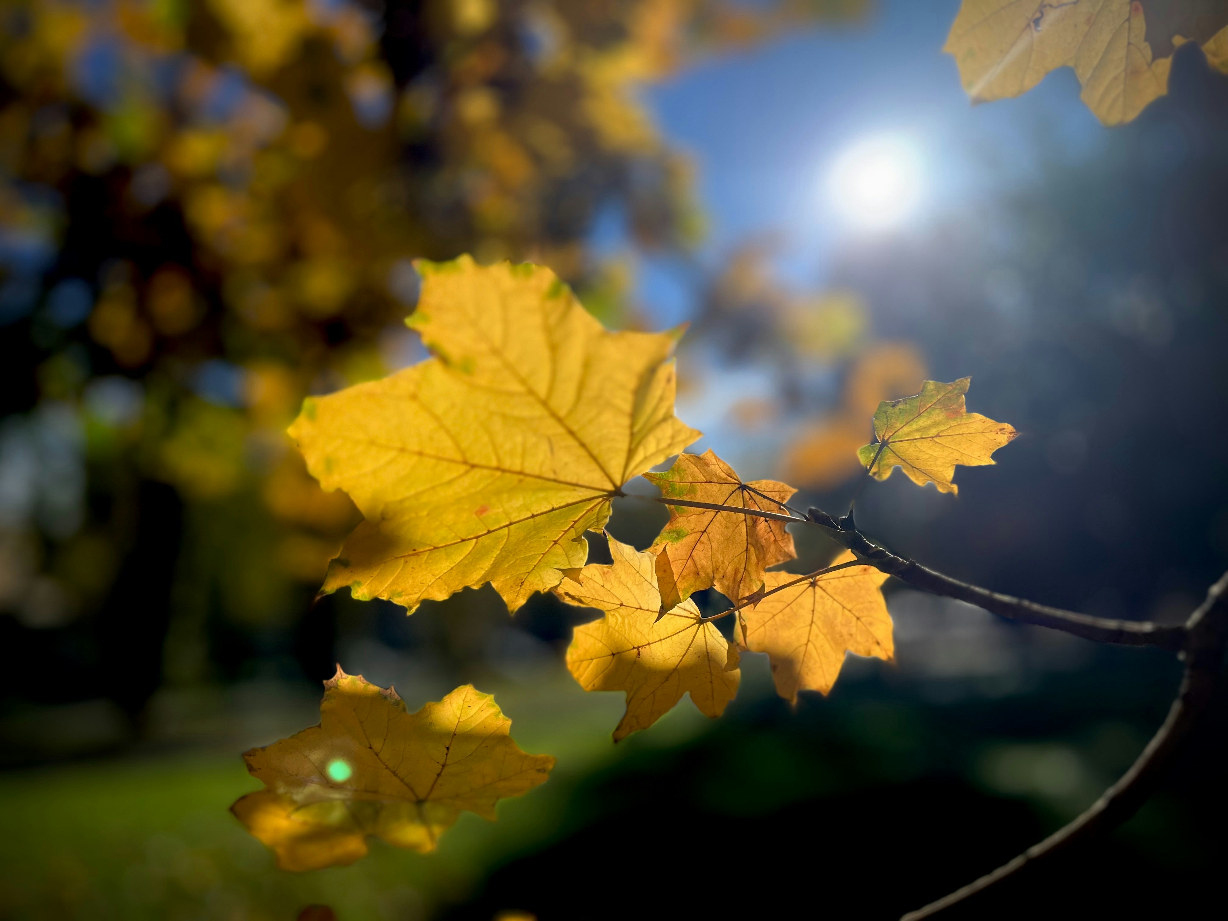 Gelbe Herbstblätter, von der Sonne hinterleuchtet