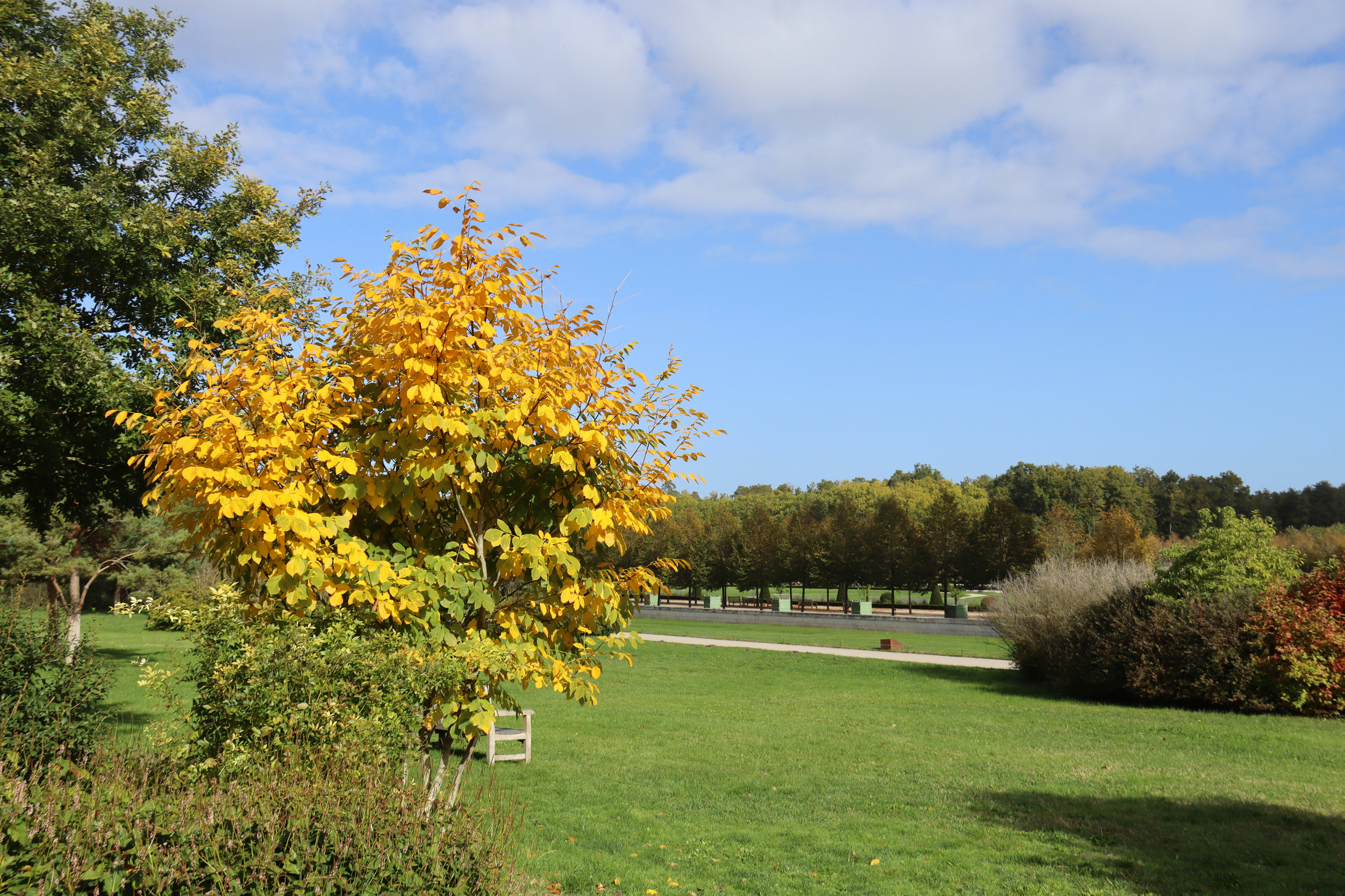 Yellow tree on a green park lawn