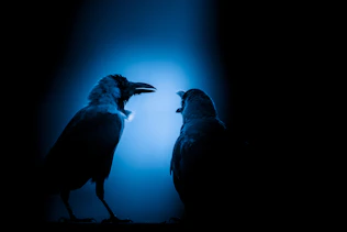 Two crows silhouetted against a blue spotlight