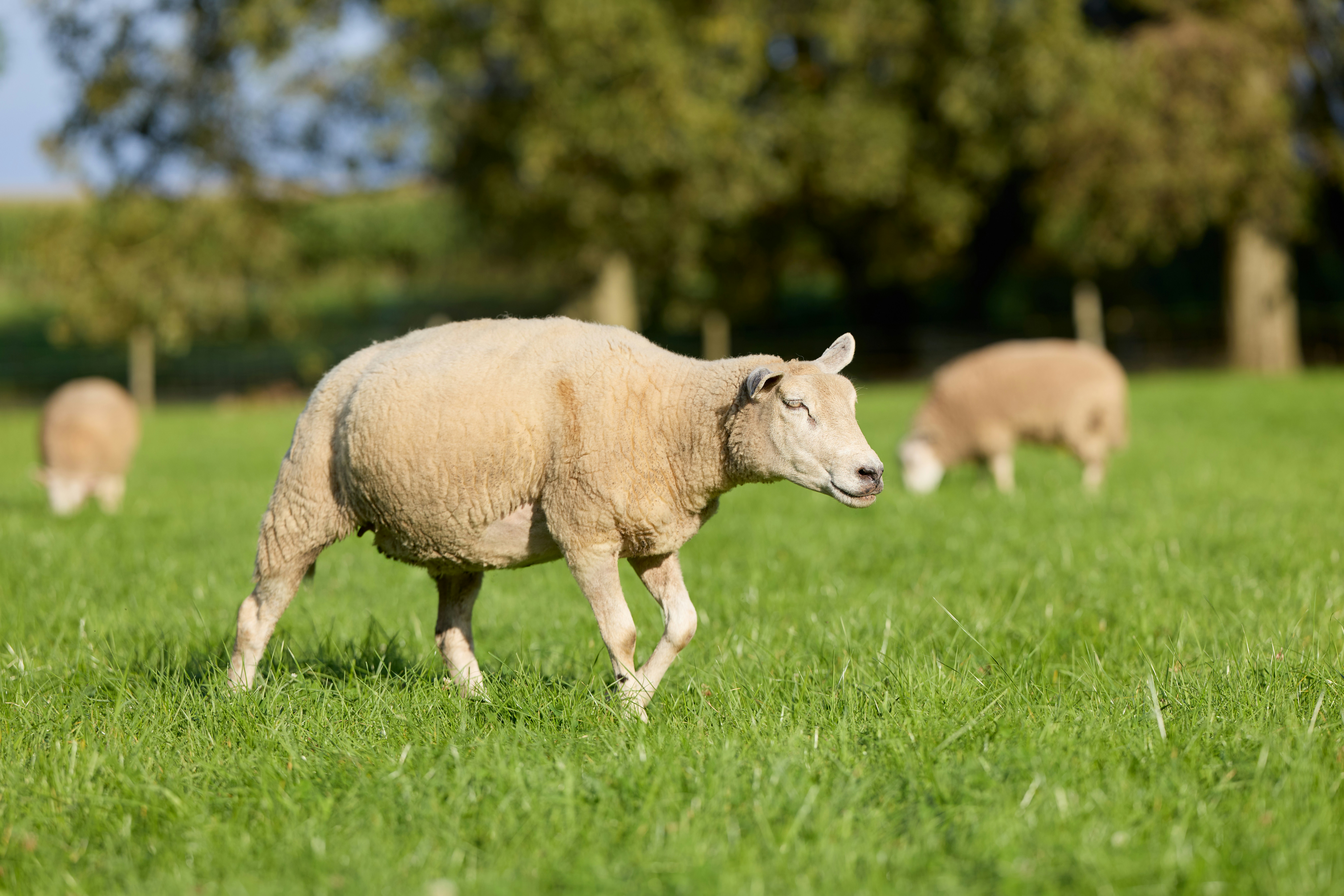 Photo by erwinbosman