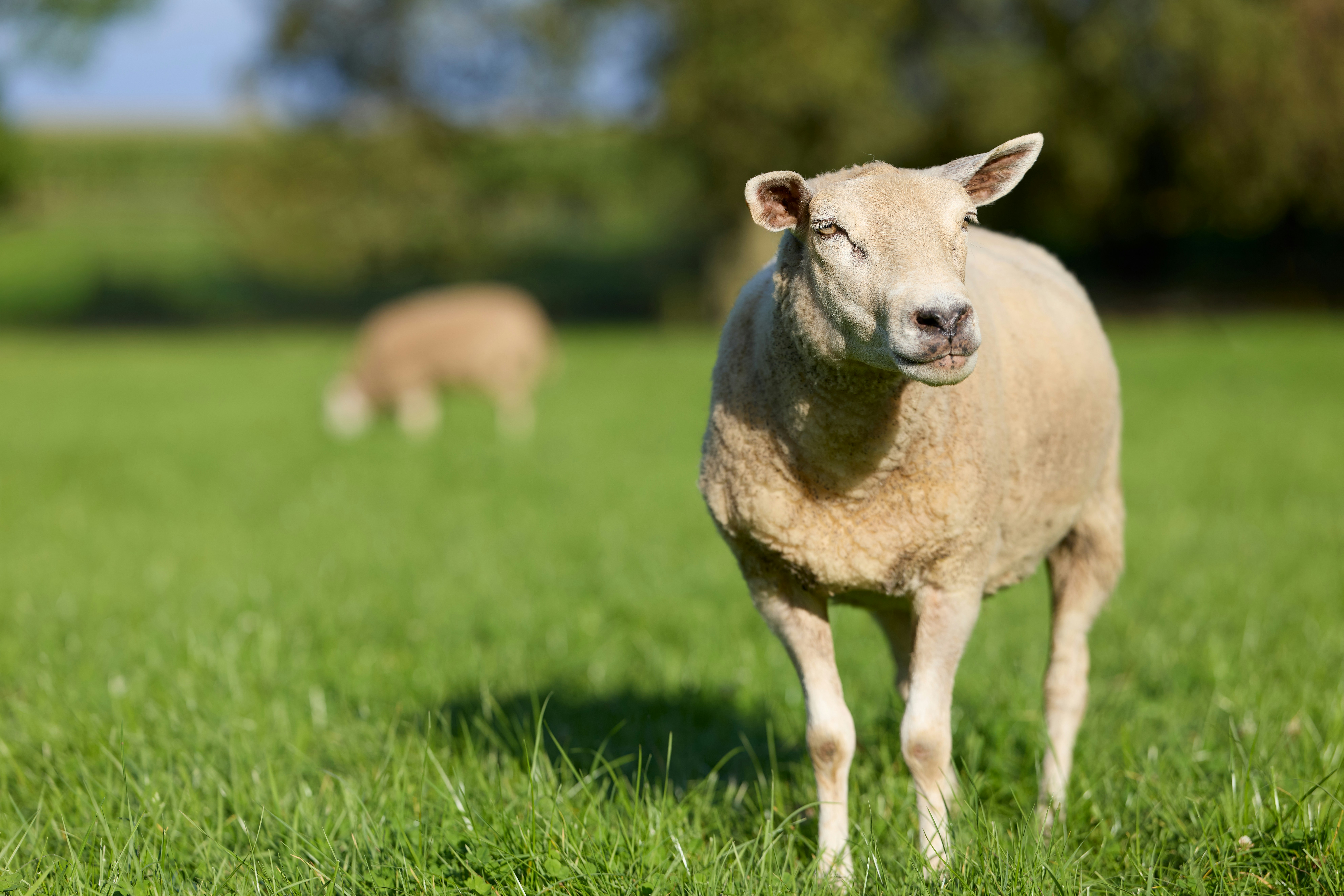 Photo by erwinbosman