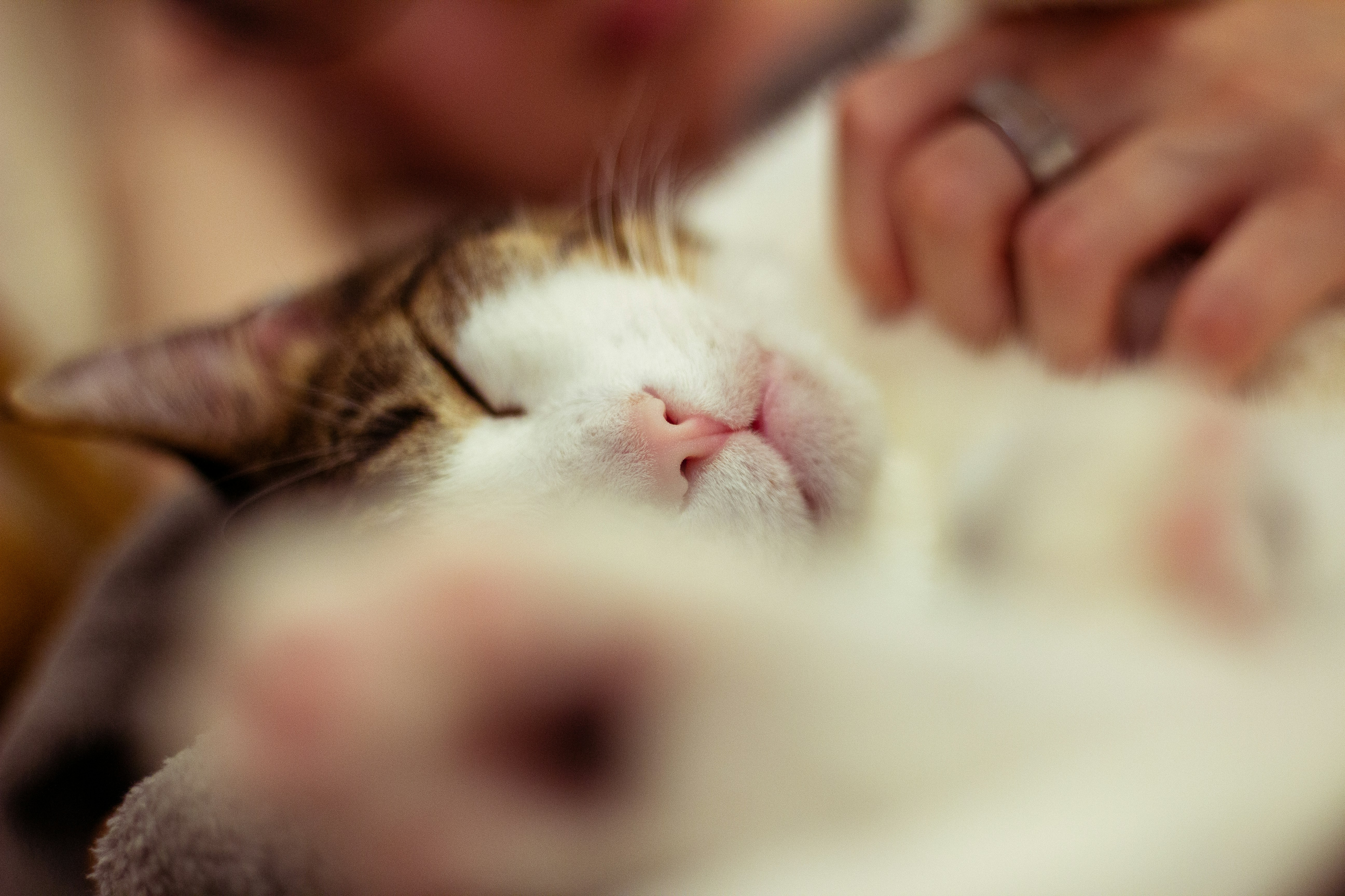 A sleeping cat with a pink nose and paws.
