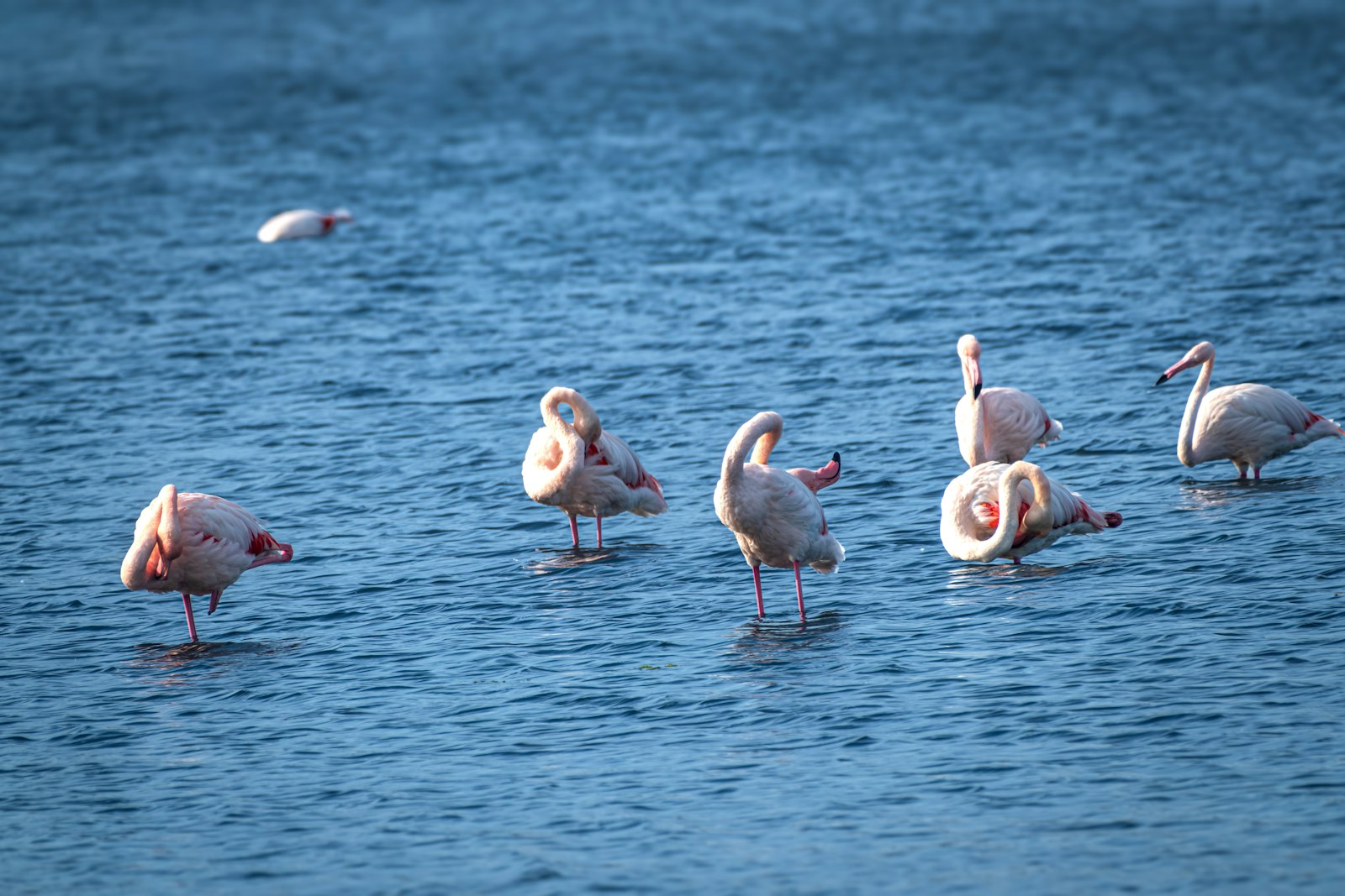 Point Calimere Wildlife Sanctuary: Tamil Nadu's Flamingo Coast — wildlife photography article cover