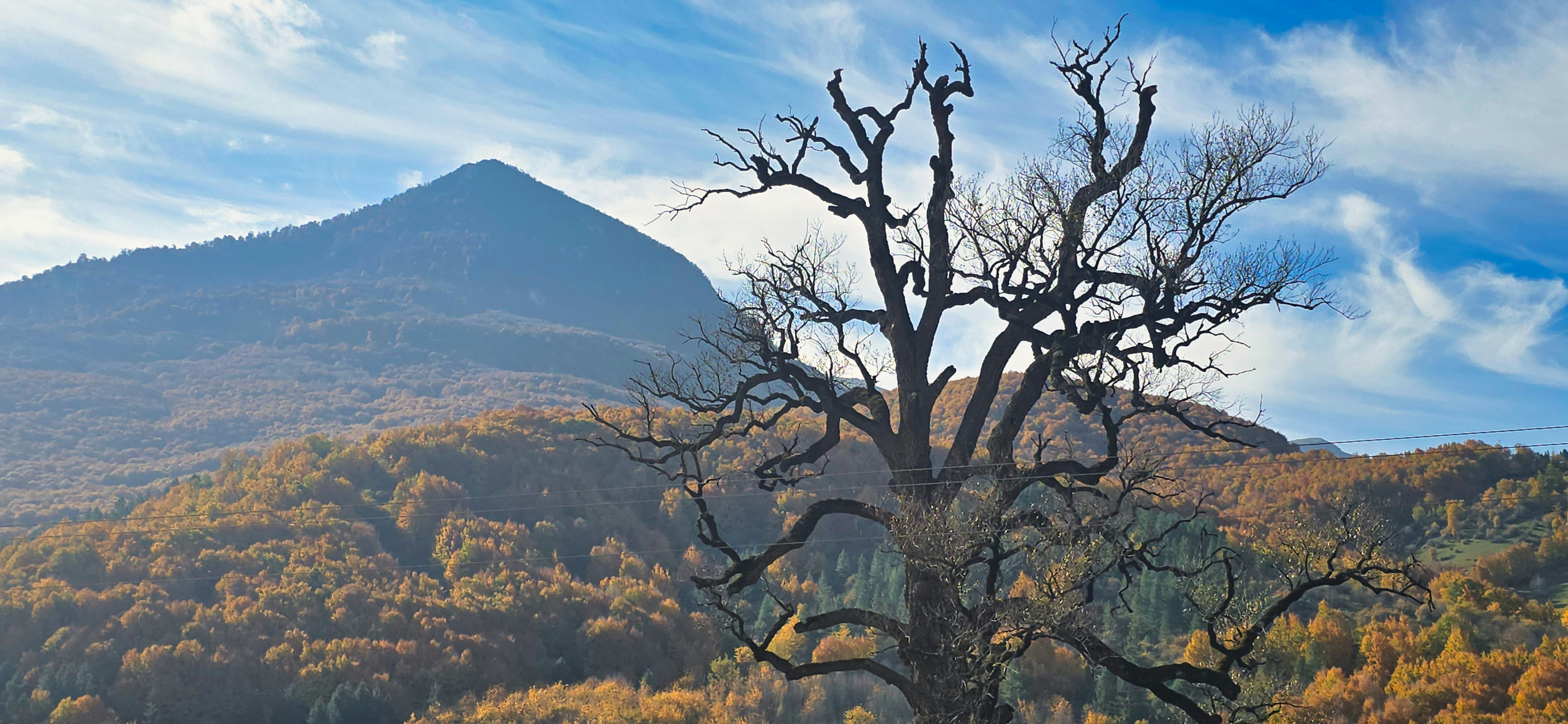 Bare tree in front of a mountain and autumn forest.