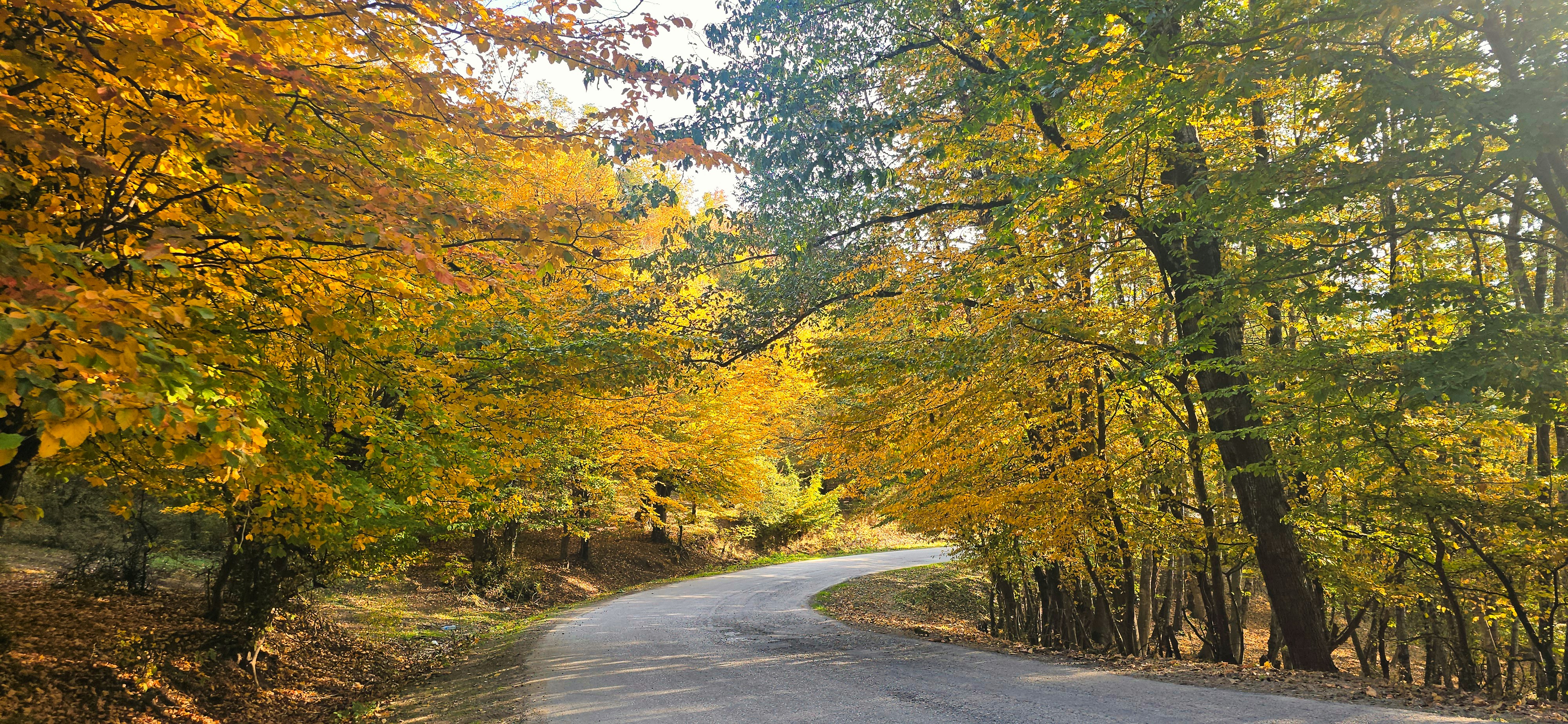 Winding road through a forest with autumn foliage