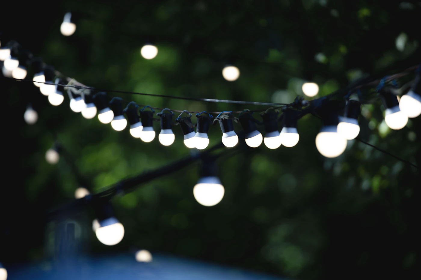 Globe string lights glowing against dark leaves at night
