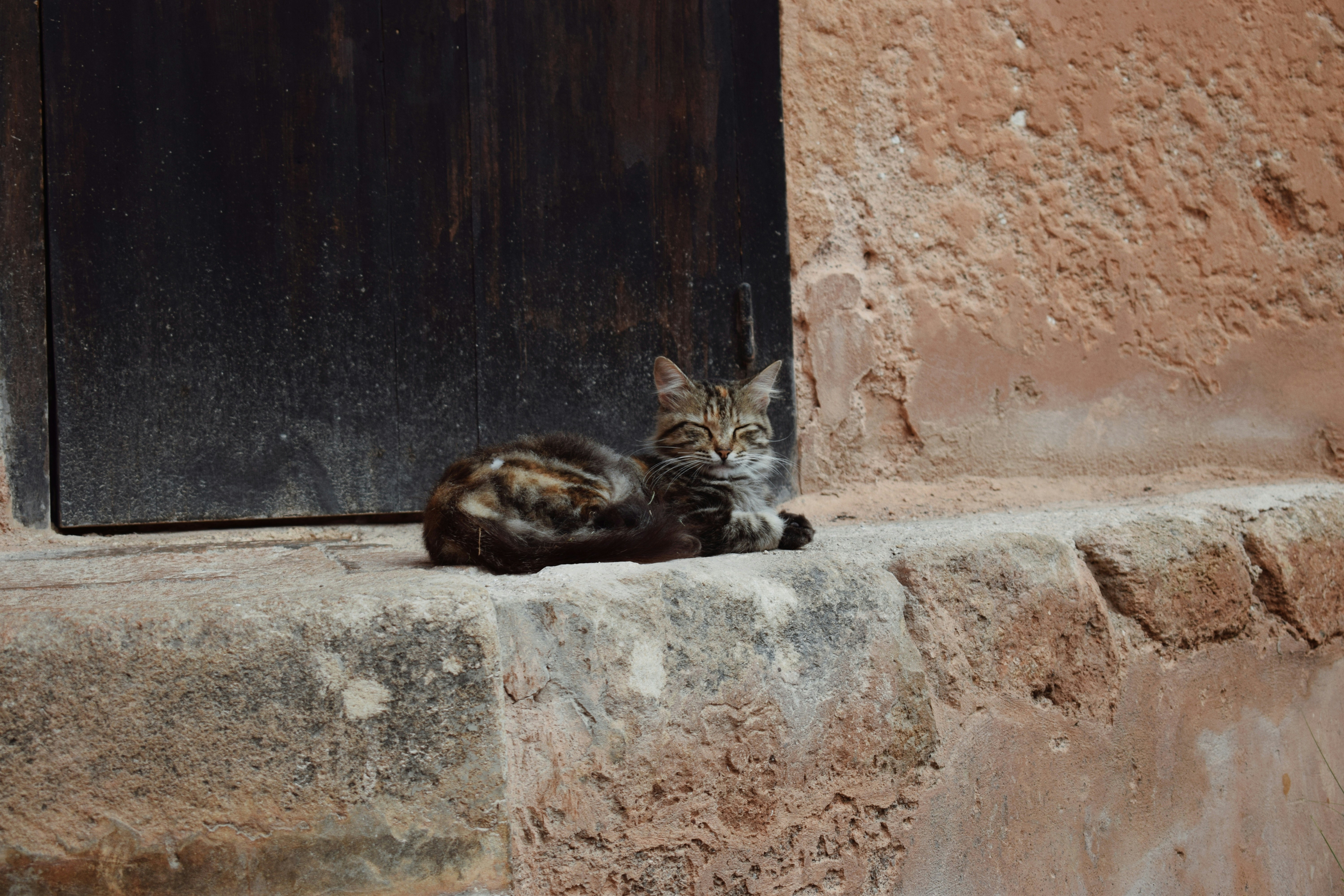 A tabby cat rests on a stone ledge.