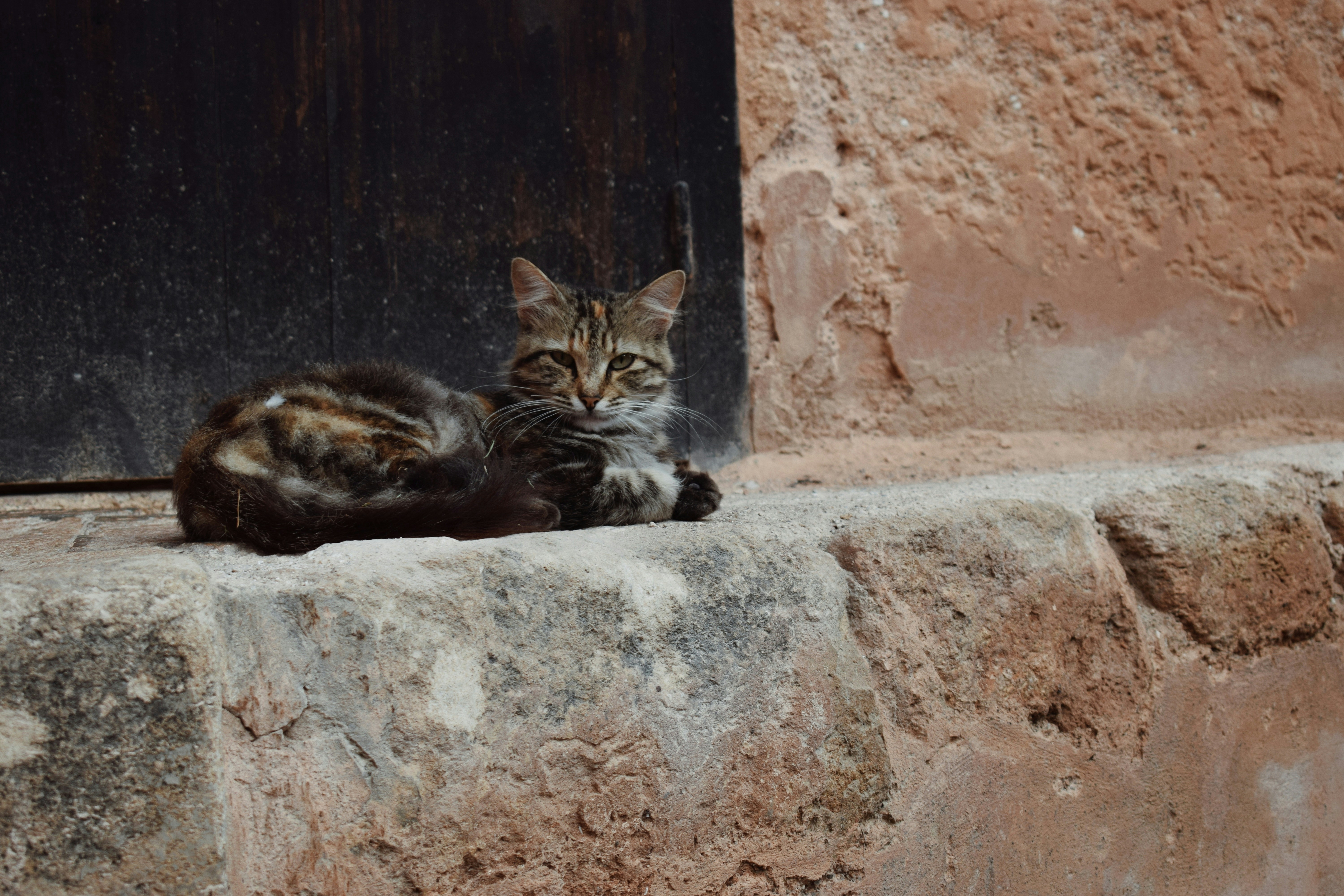 A tabby cat rests on a stone ledge.