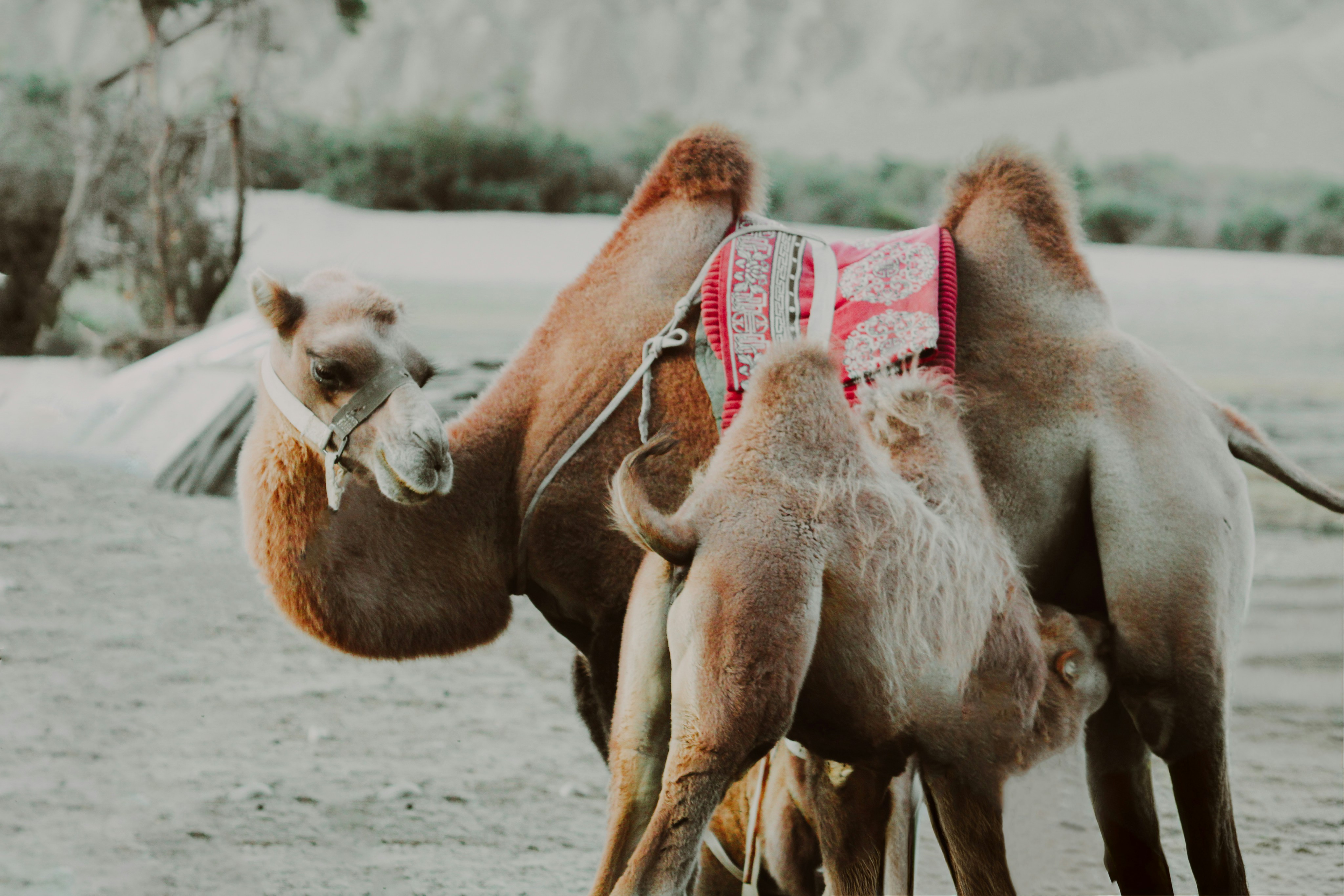 A mother camel with her baby camel