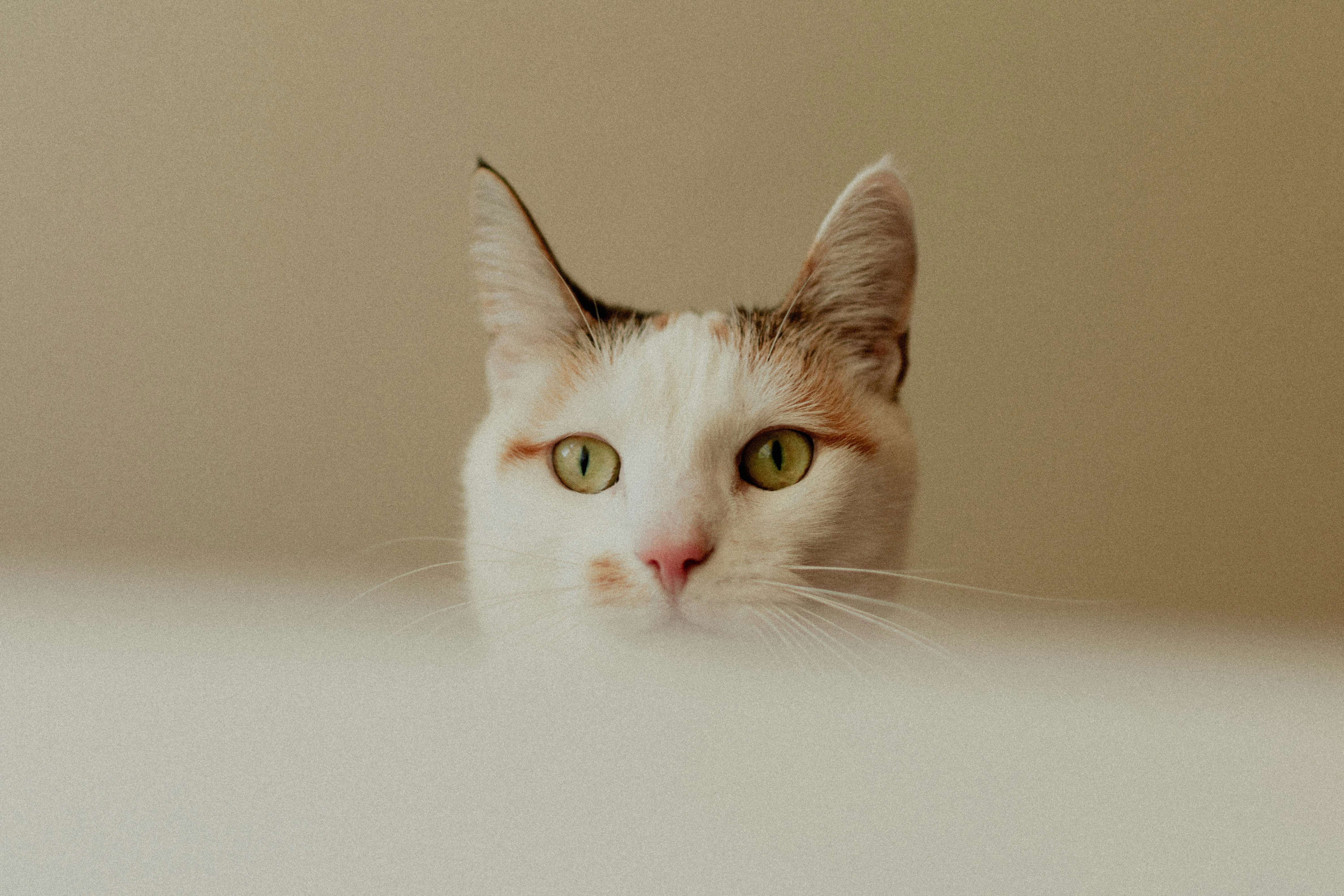 Growing up many people were definitely not into arts and crafts, but when we get older we realize there are numerous fascinating issues you could make. Irrespective of what the explanation for wanting to dabble in crafts and arts, you can now make somethi