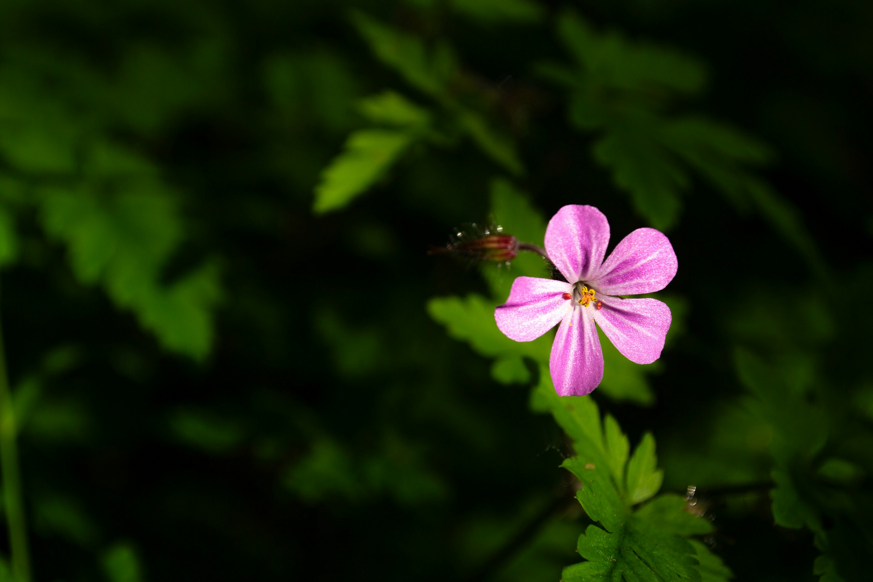 Photo by eliecergallegos