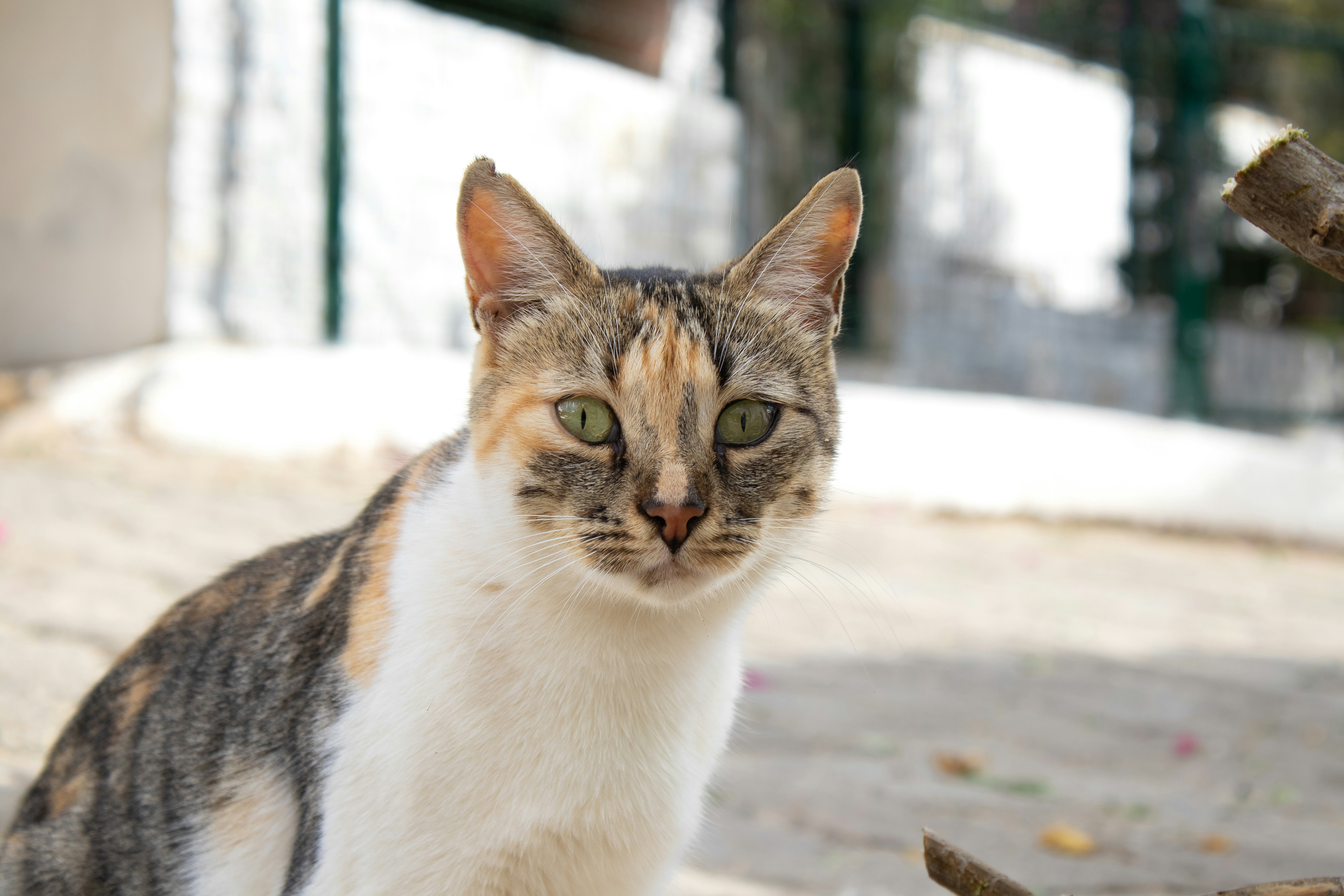 A calico cat with green eyes looks forward.