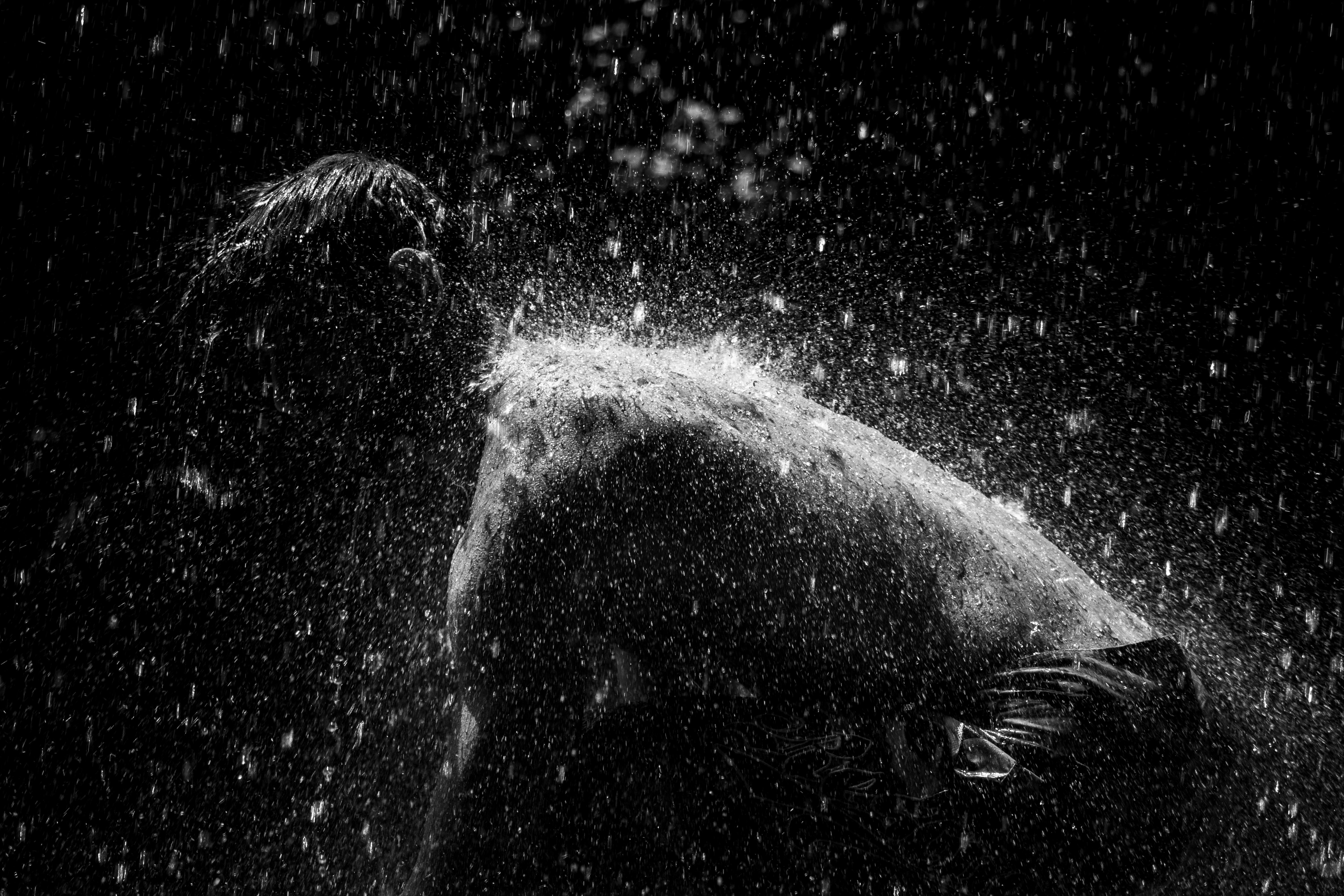 Polar bear shaking water off its fur