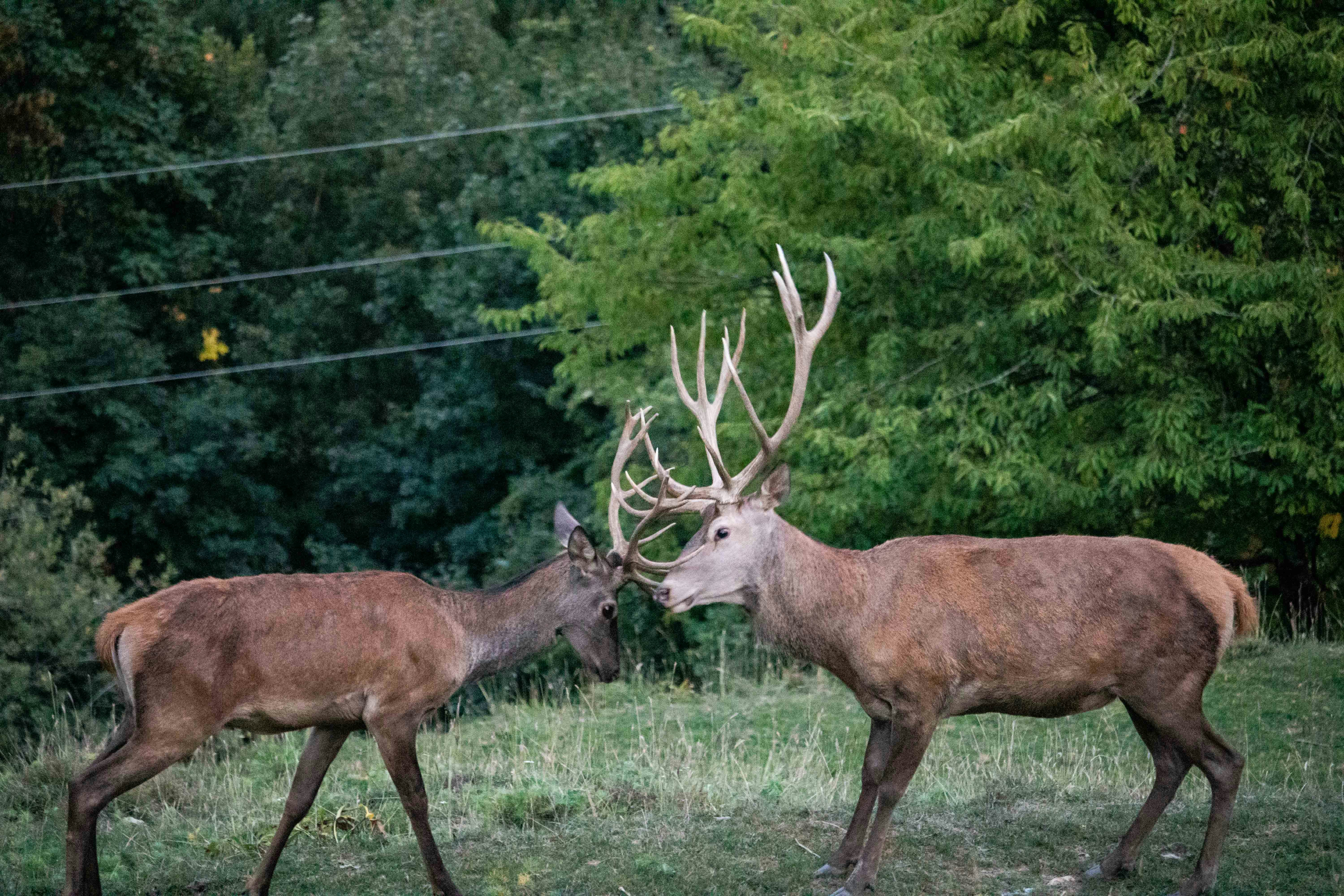 Photo by angelbalashev