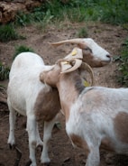 Two goats interacting in a grassy field.