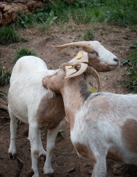 Two goats interacting in a grassy field.