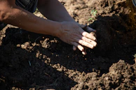 Hands planting seeds in dark soil