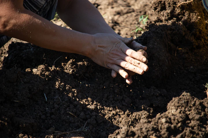 Hands planting seeds into dark soil