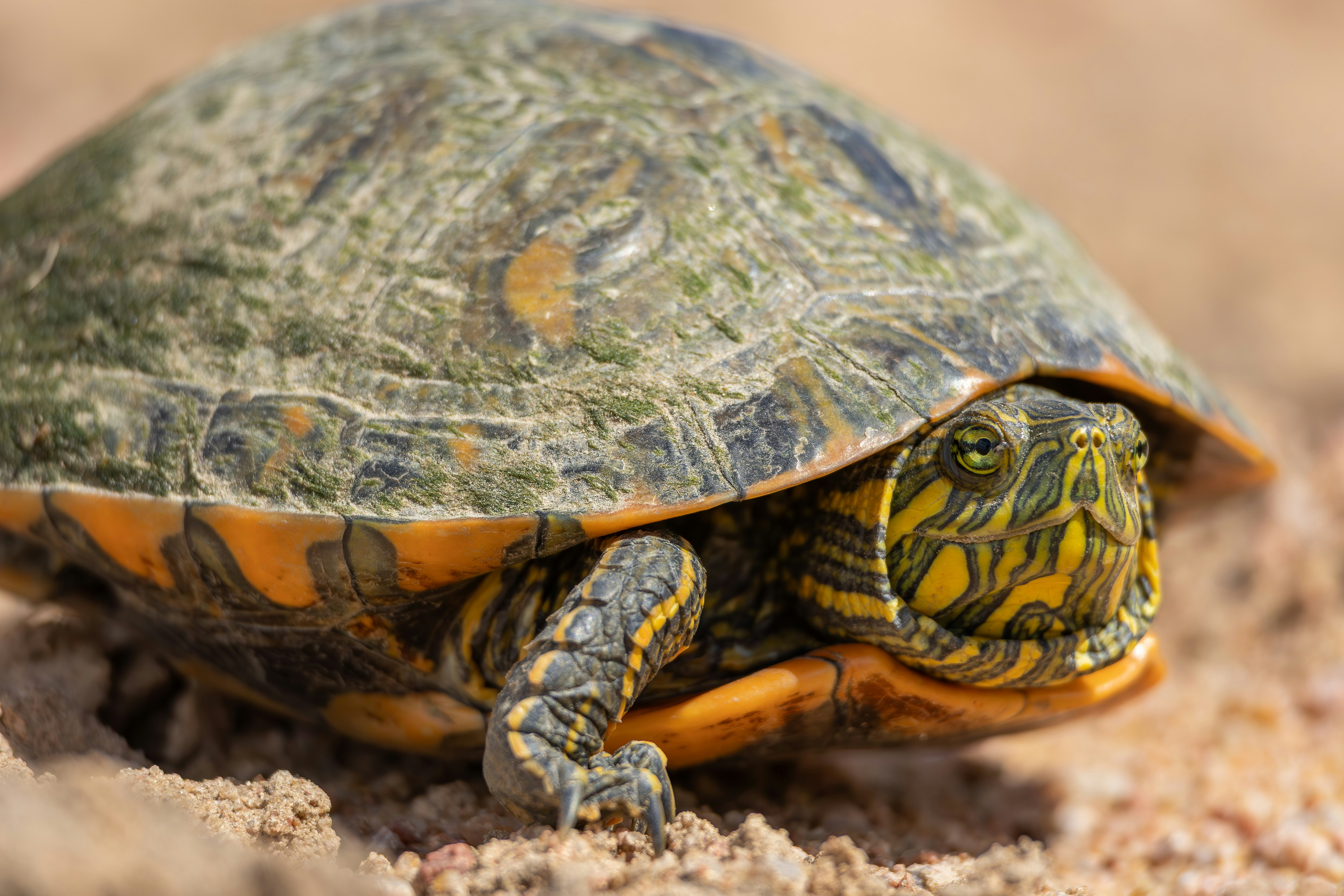 Photo by matheuskprot