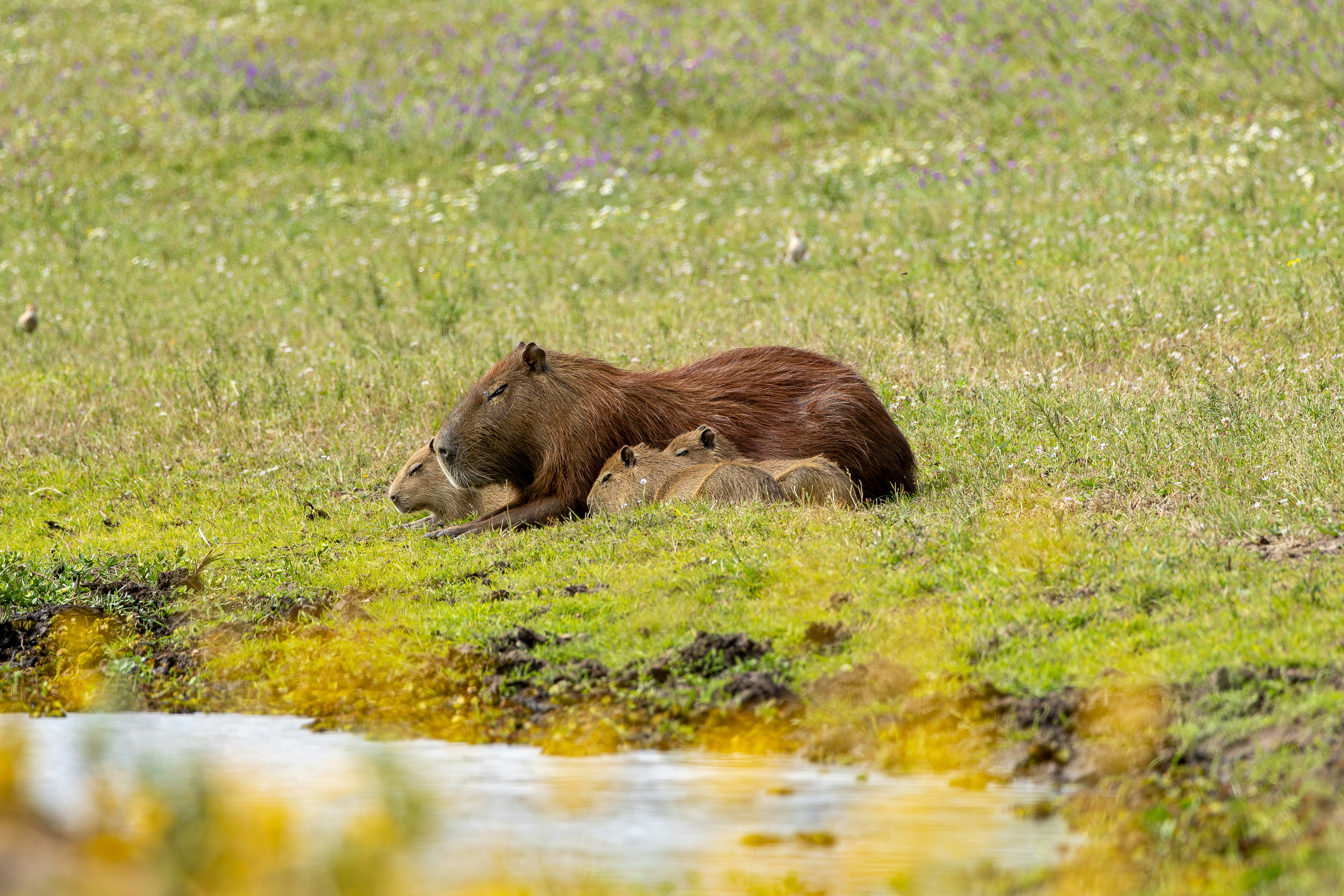 Photo by matheuskprot