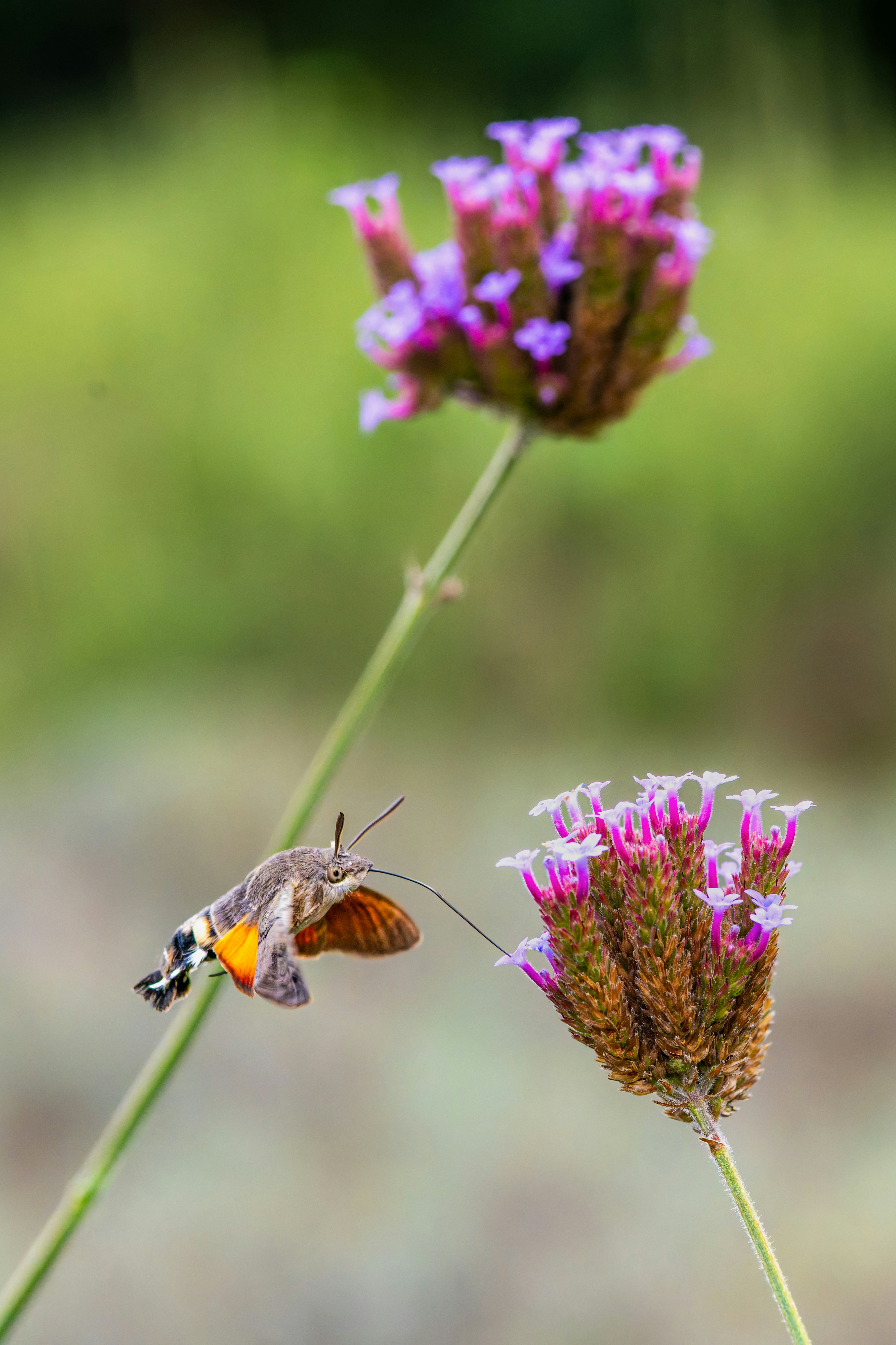 Photo by siegfriedpoepperl