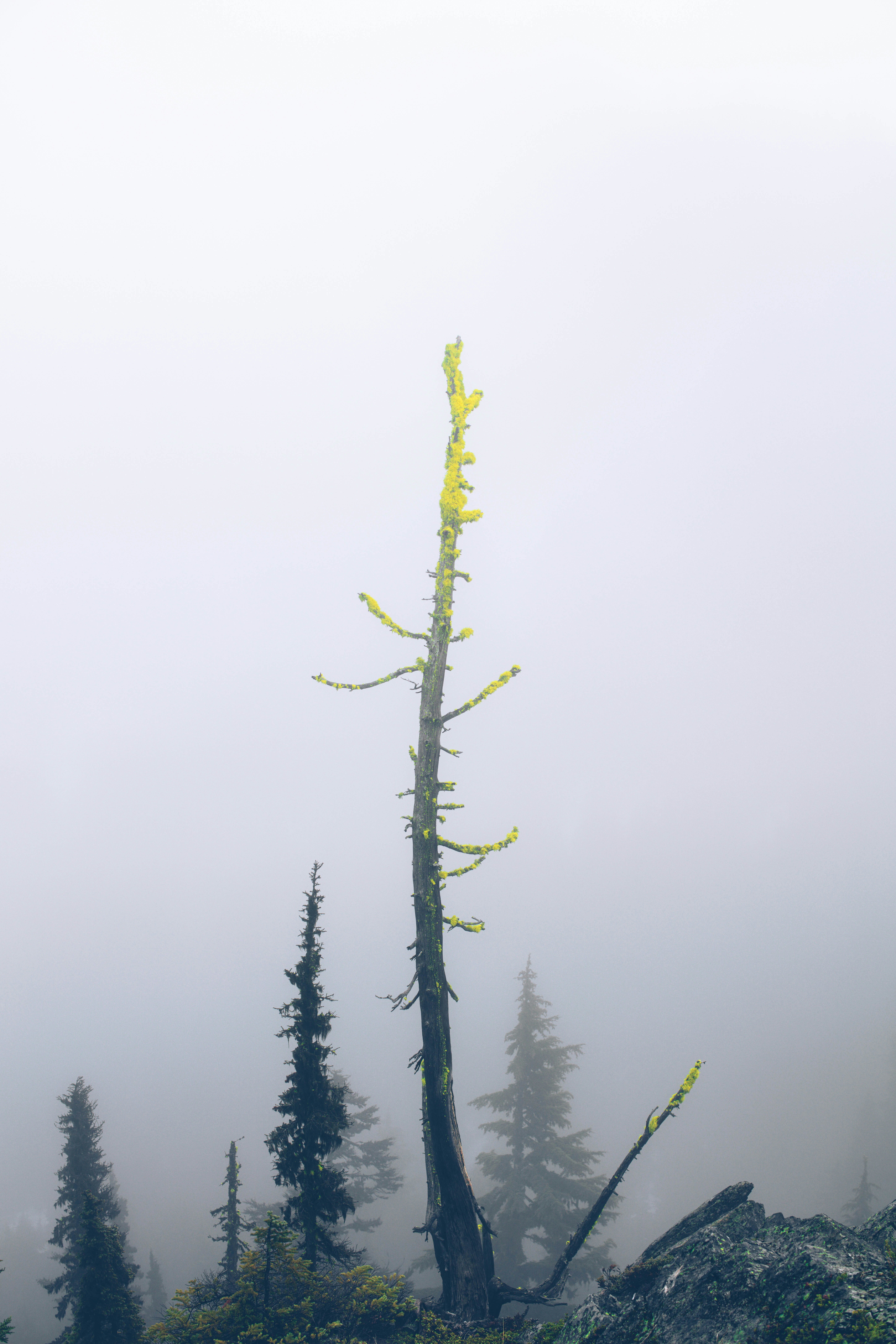 A solitary dead tree stands in dense fog