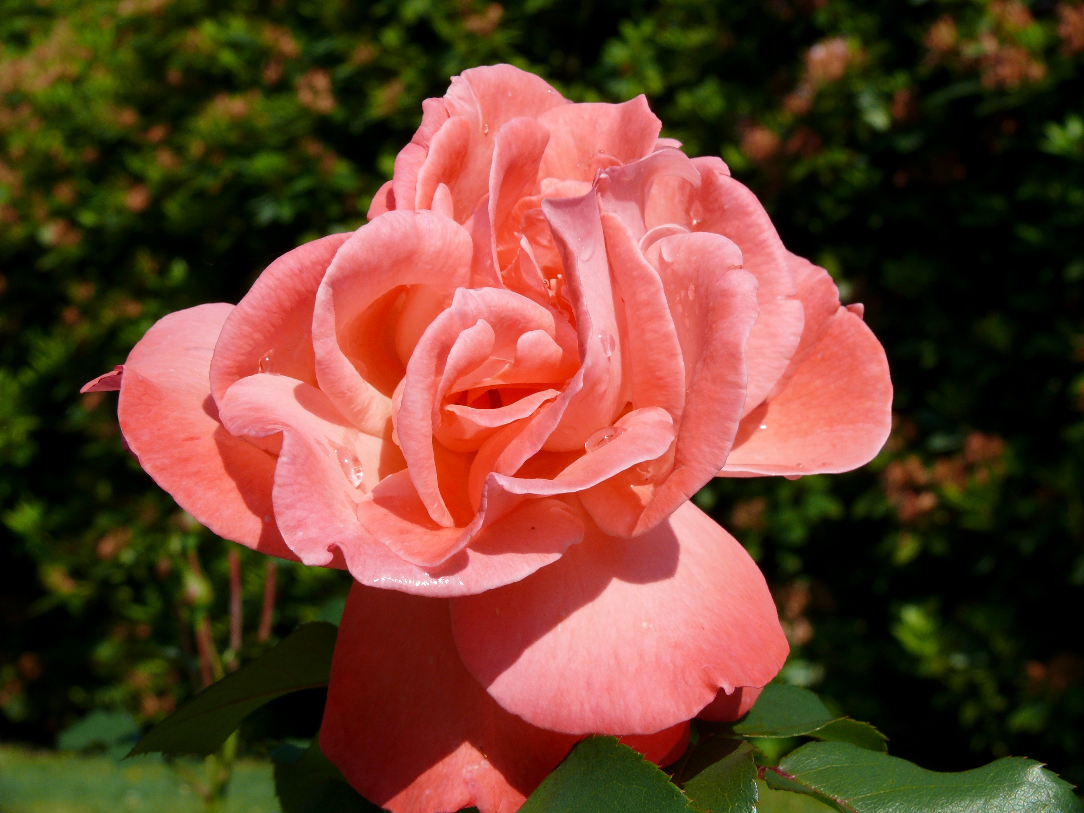 Photo by nikodemus777