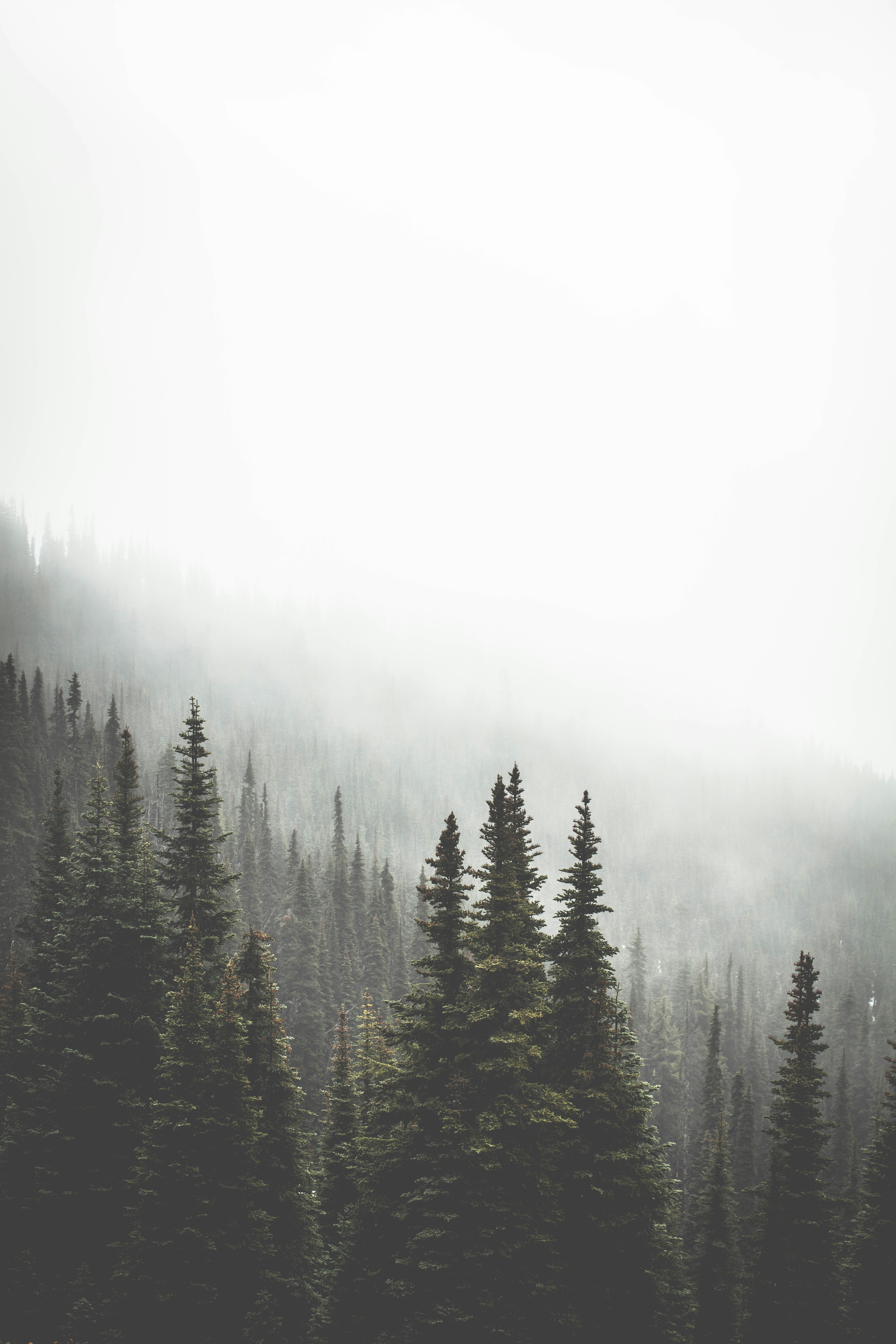Misty evergreen forest on a foggy day