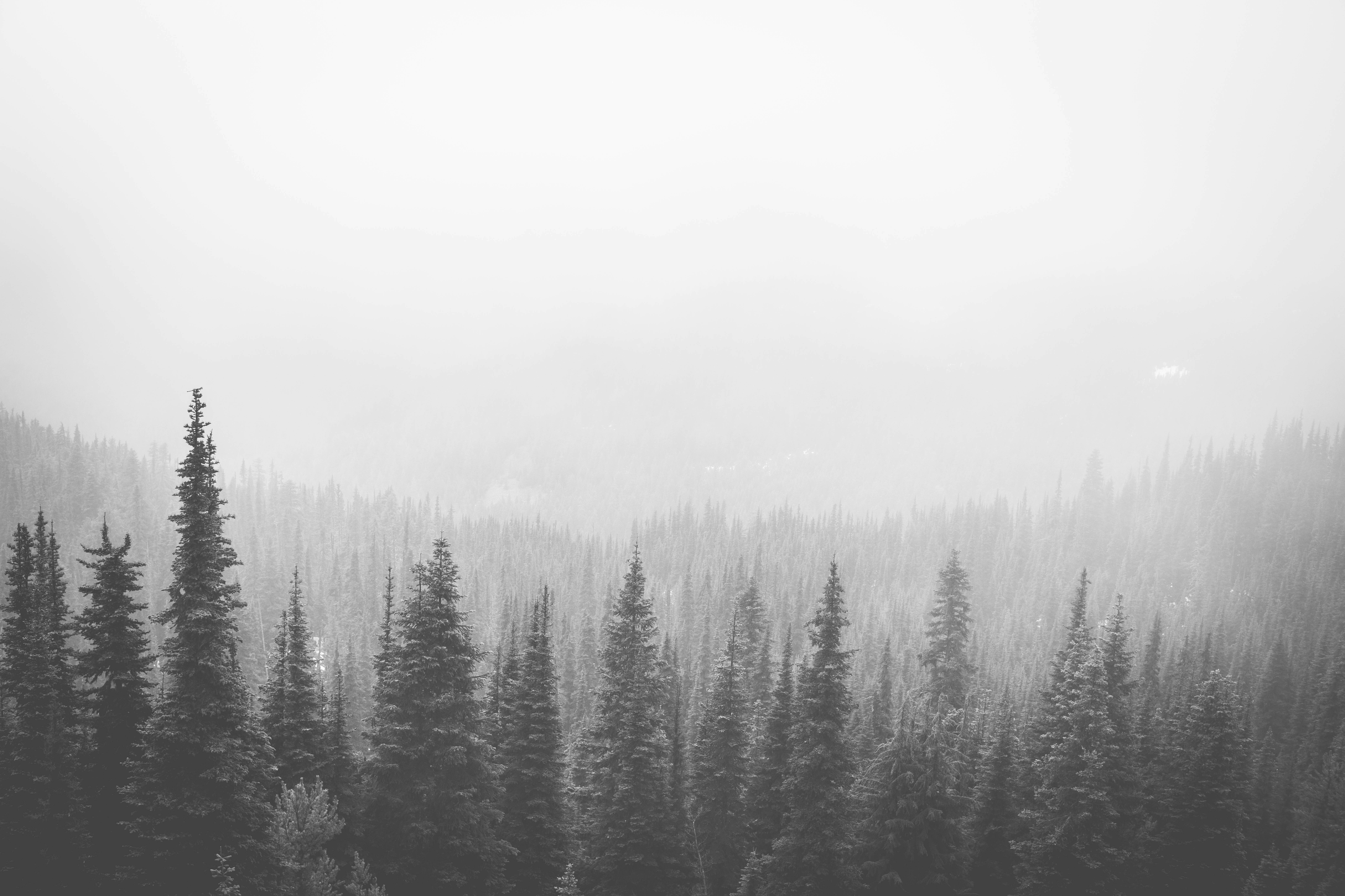 Misty evergreen forest on a foggy day