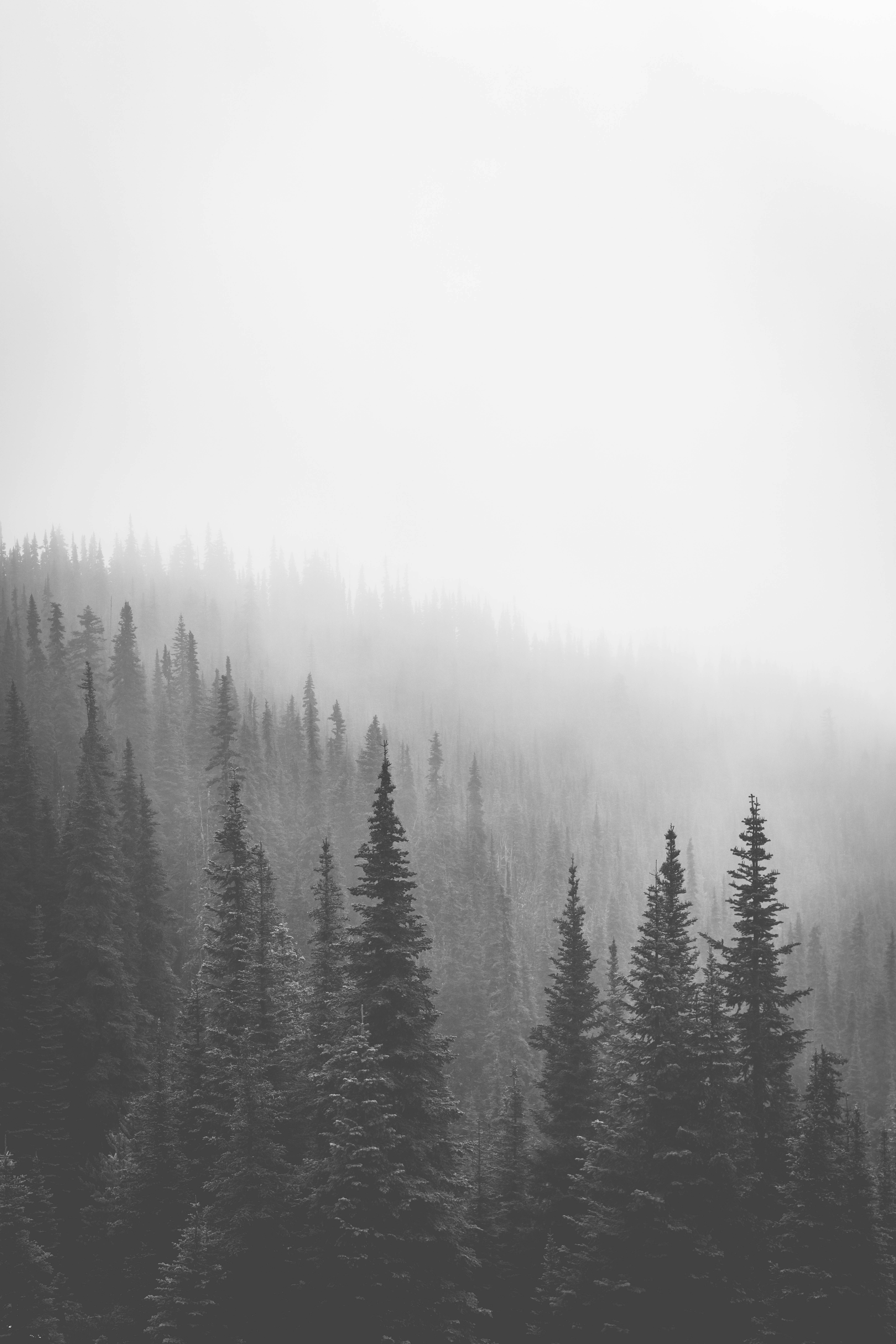Misty evergreen forest on a foggy mountain slope.