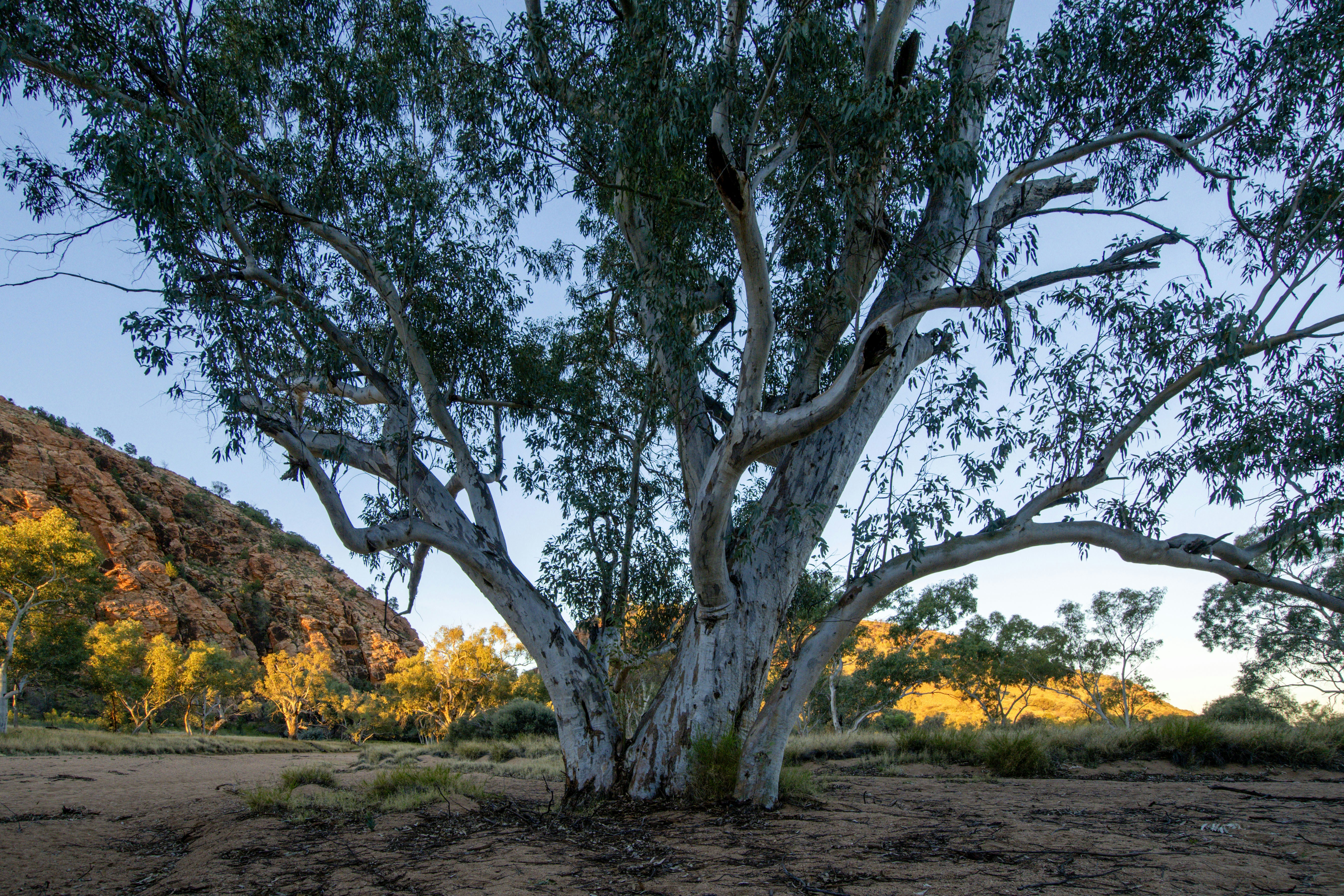 アボリジニの「ドリームタイム」が教える、時間を超える世界観