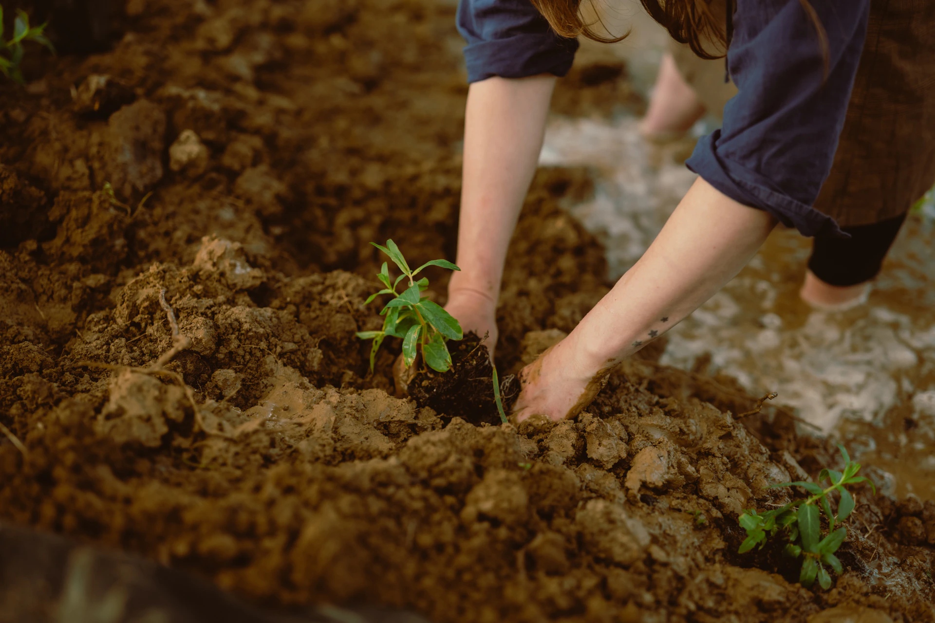 Hands planting a small green seedling in rich soil.