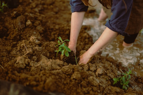 Hands planting seedling in soil