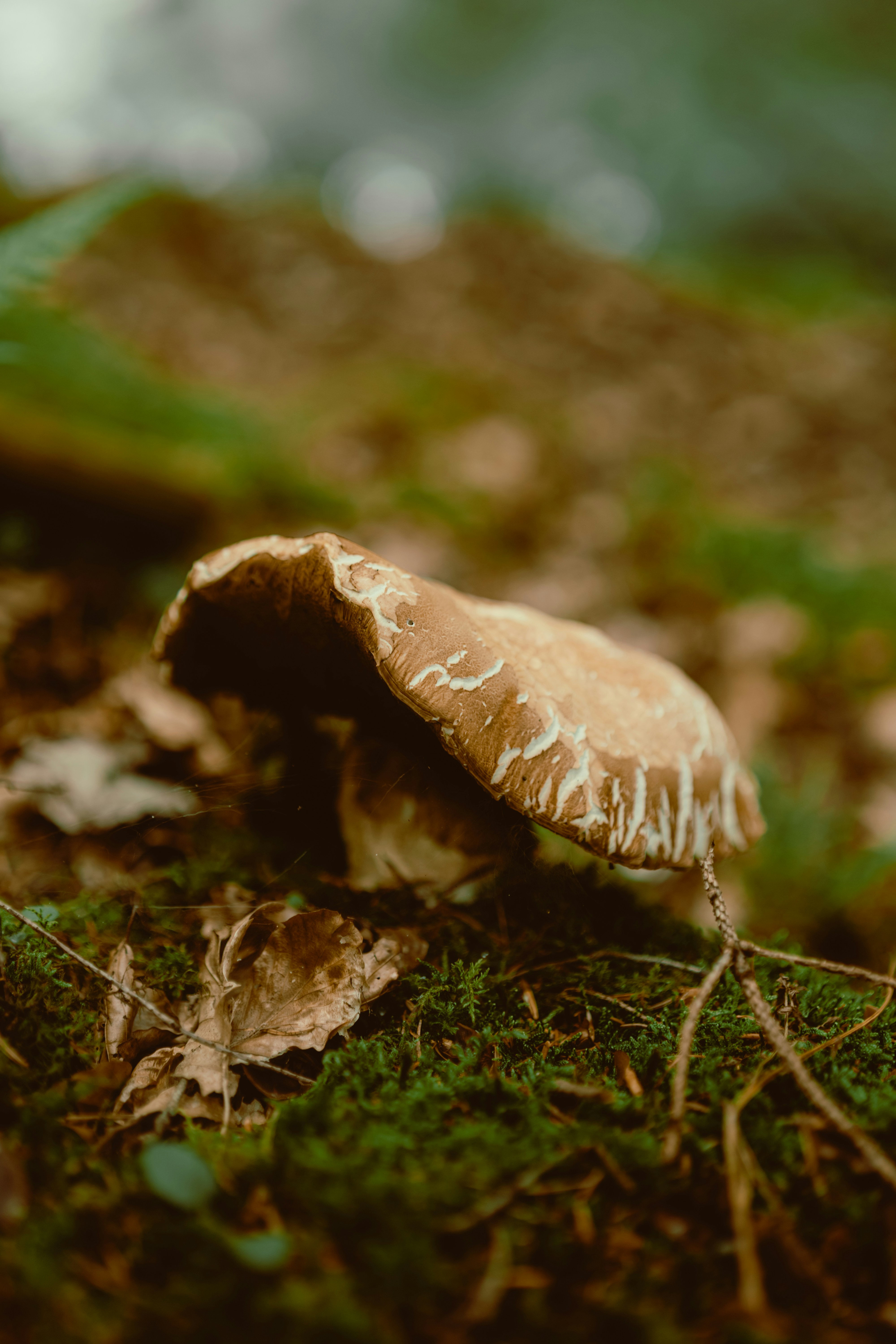 Photo by anajovanovski