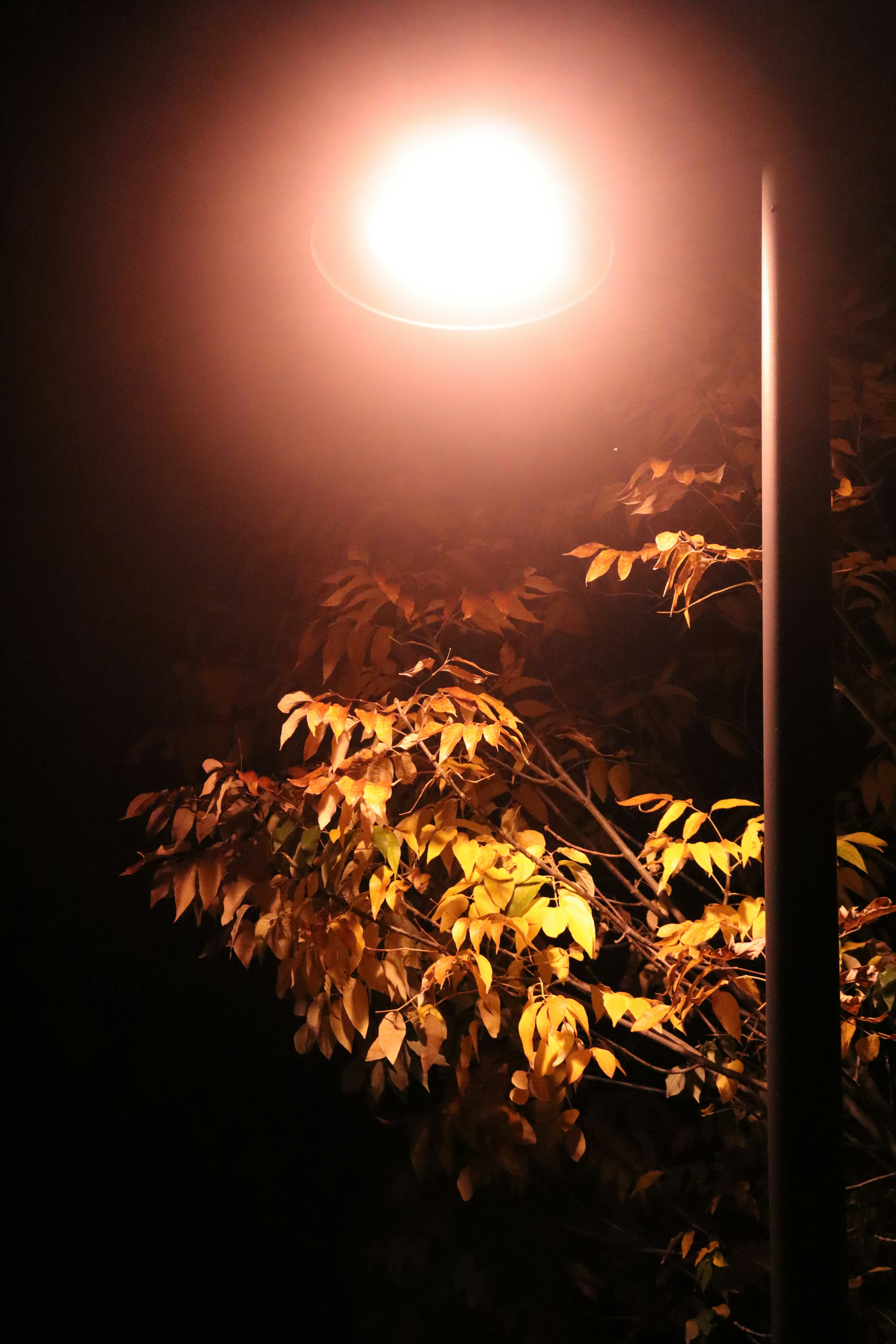 Photo by vasudha_nagaraju