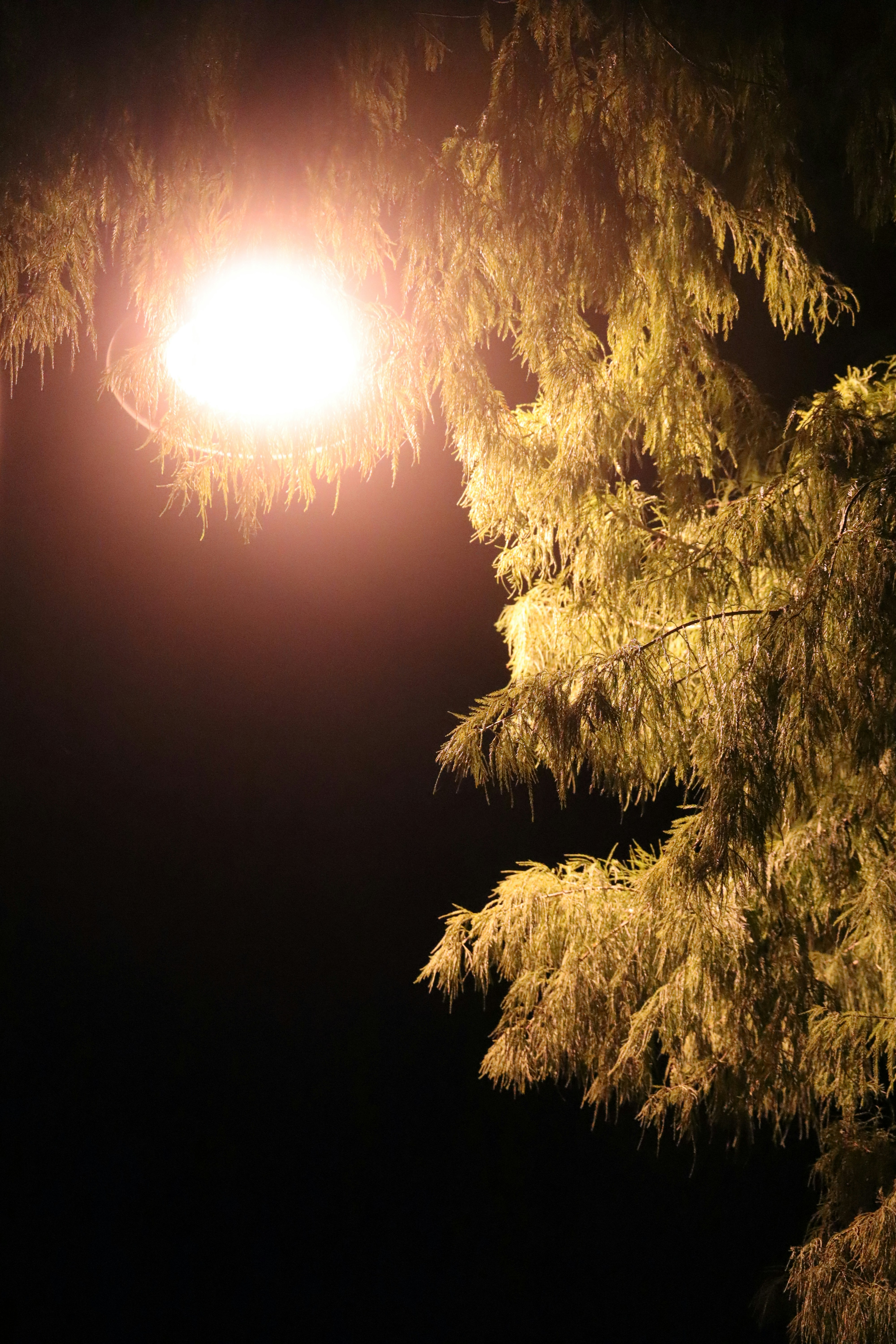 夜の街灯が木の枝を照らす。