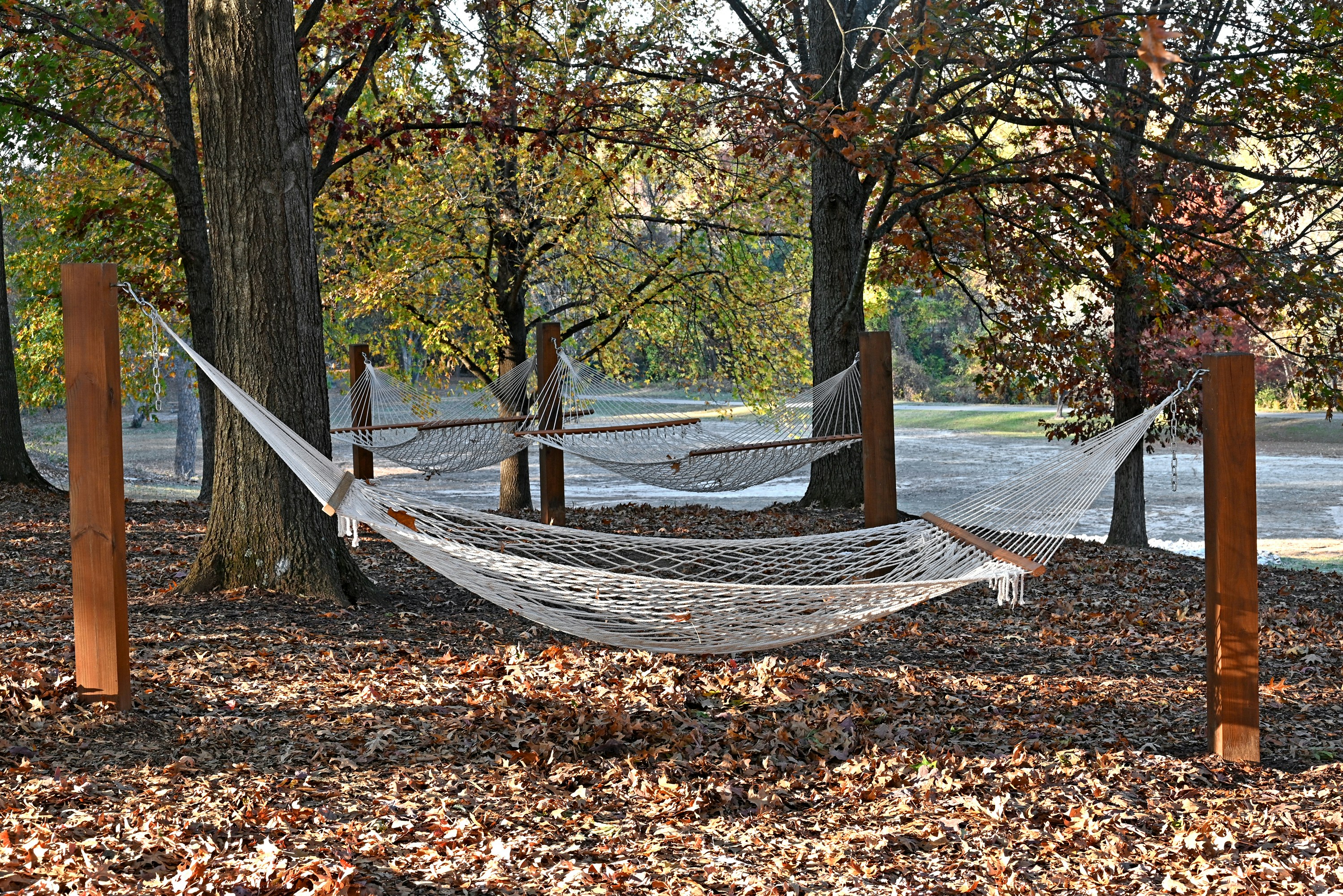 Hammock between trees, ilustrasi artikel Your Ultimate Guide to the Best Hammocks for Backyard Bliss & Backcountry Adventures 3