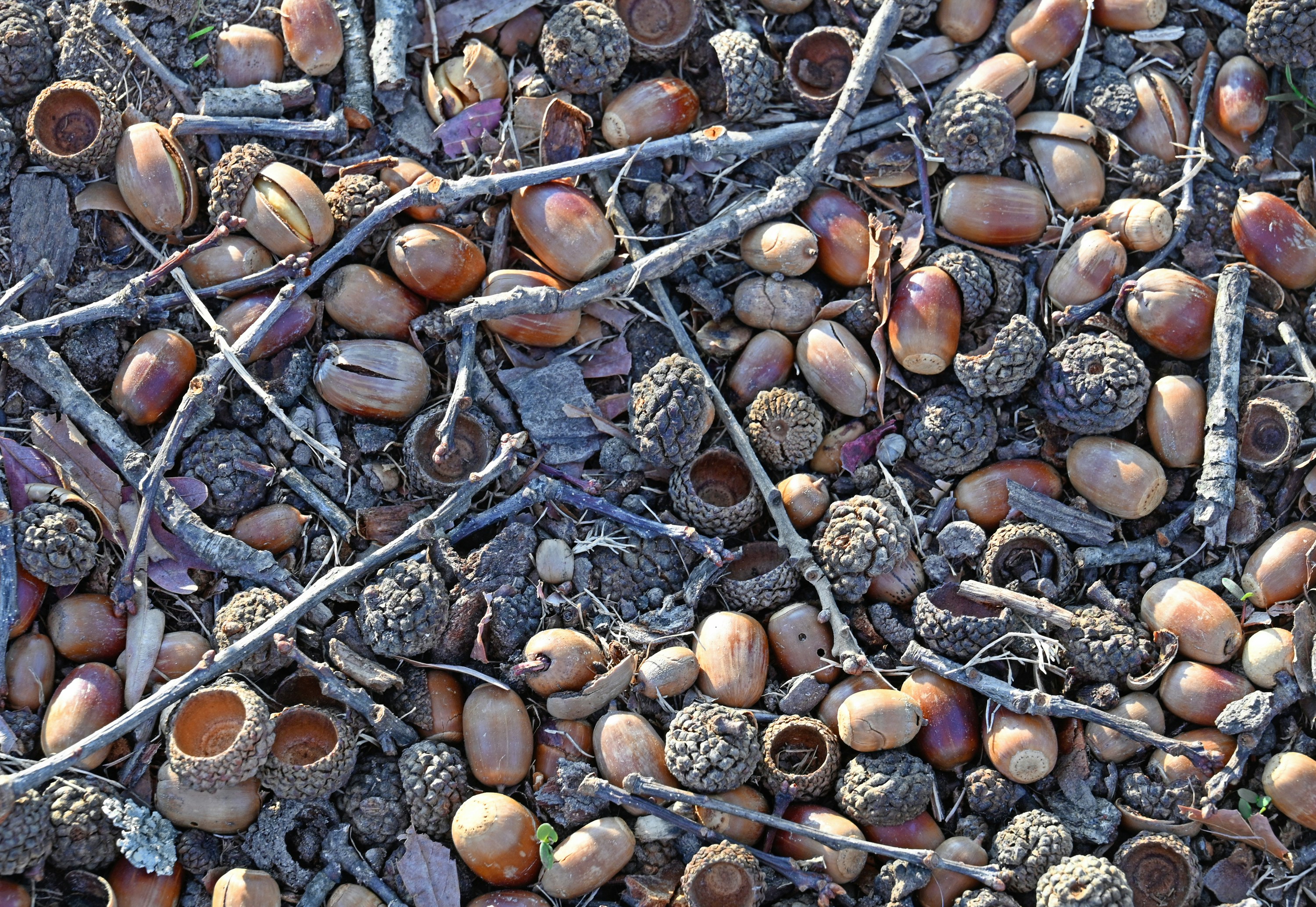 A pile of acorns and twigs on the ground.