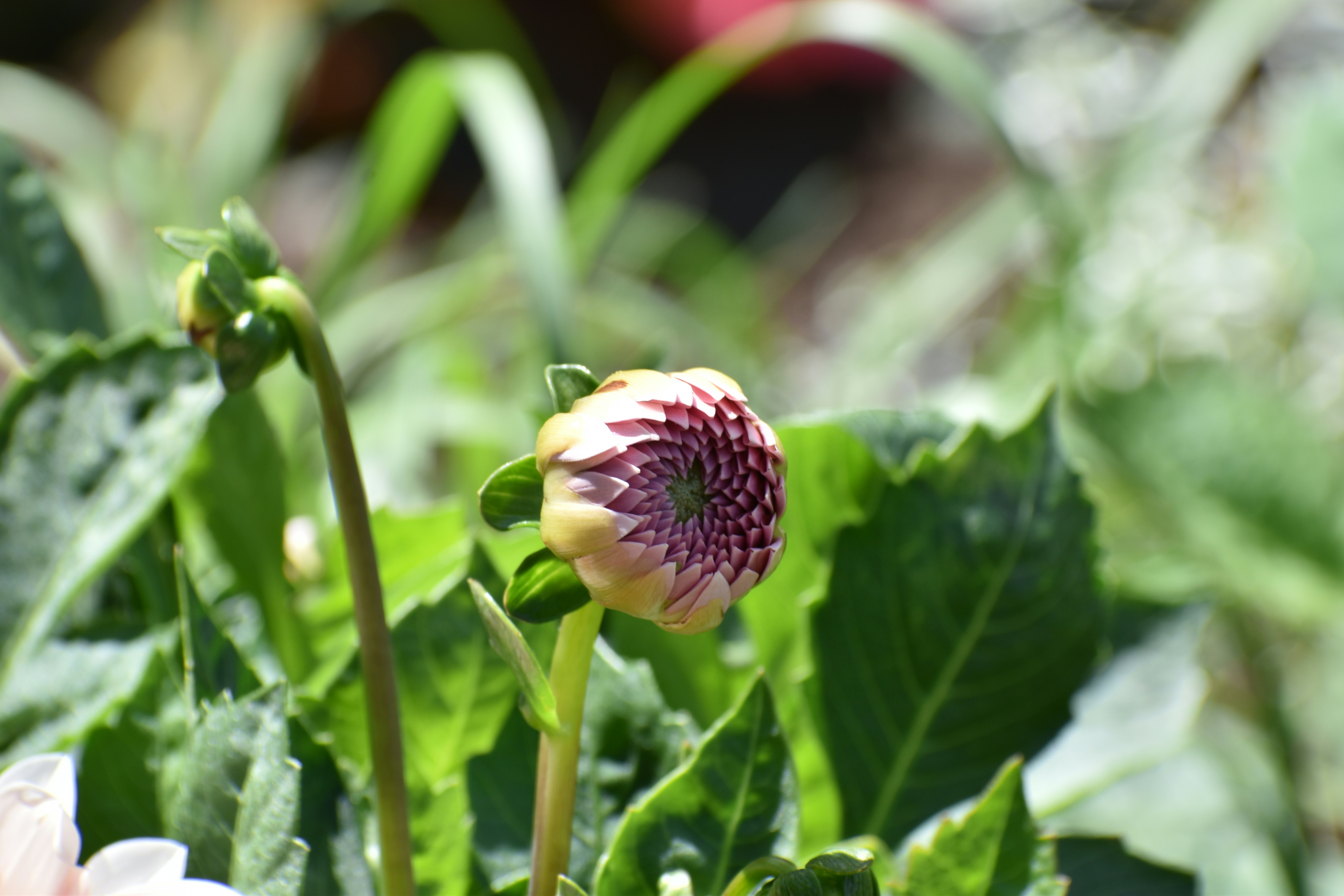 Photo by prakashtuto