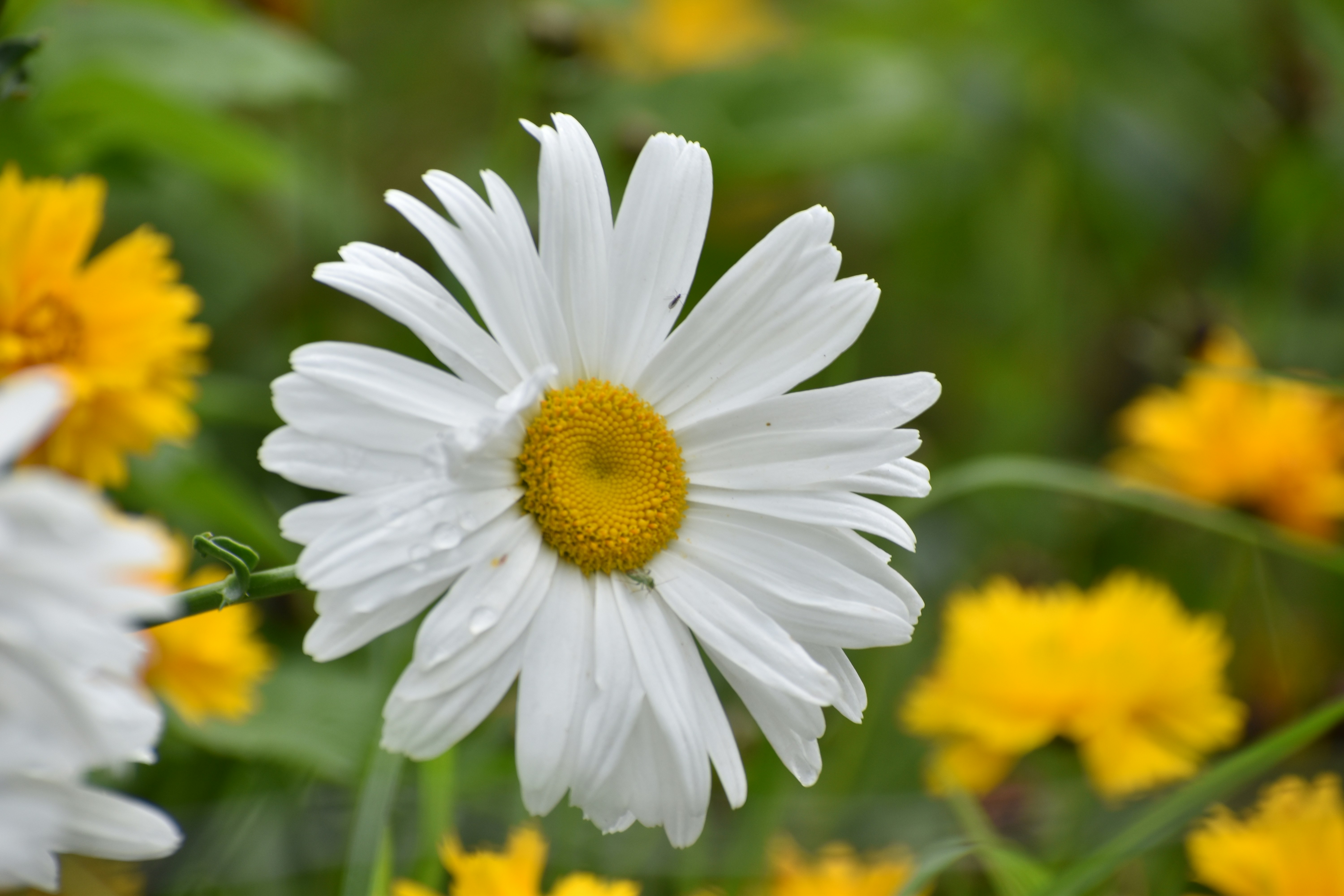 Photo by prakashtuto