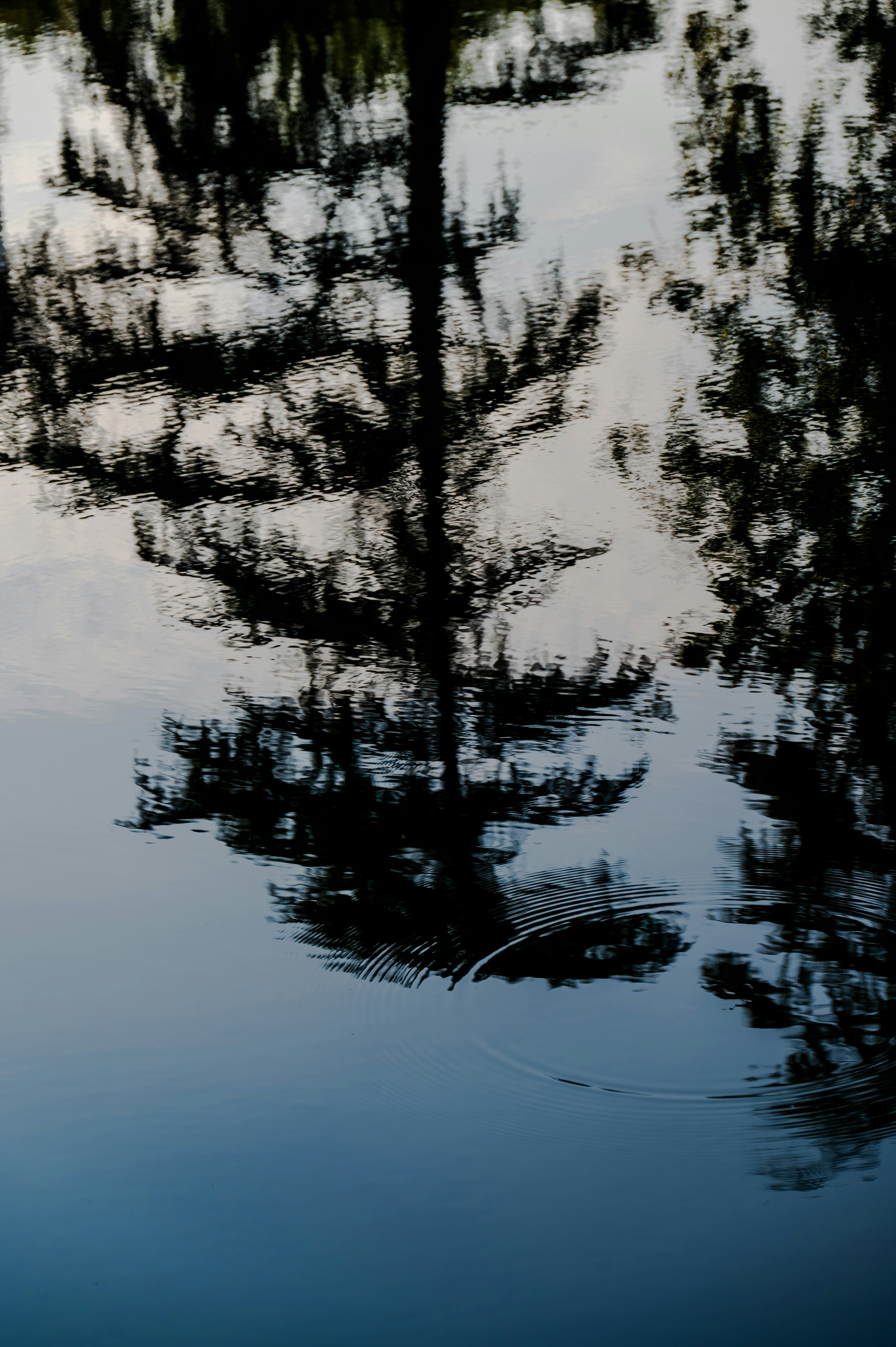 물결치는 수면에 비친 나무 반사들 사진 – Unsplash의 무료 명상 이미지