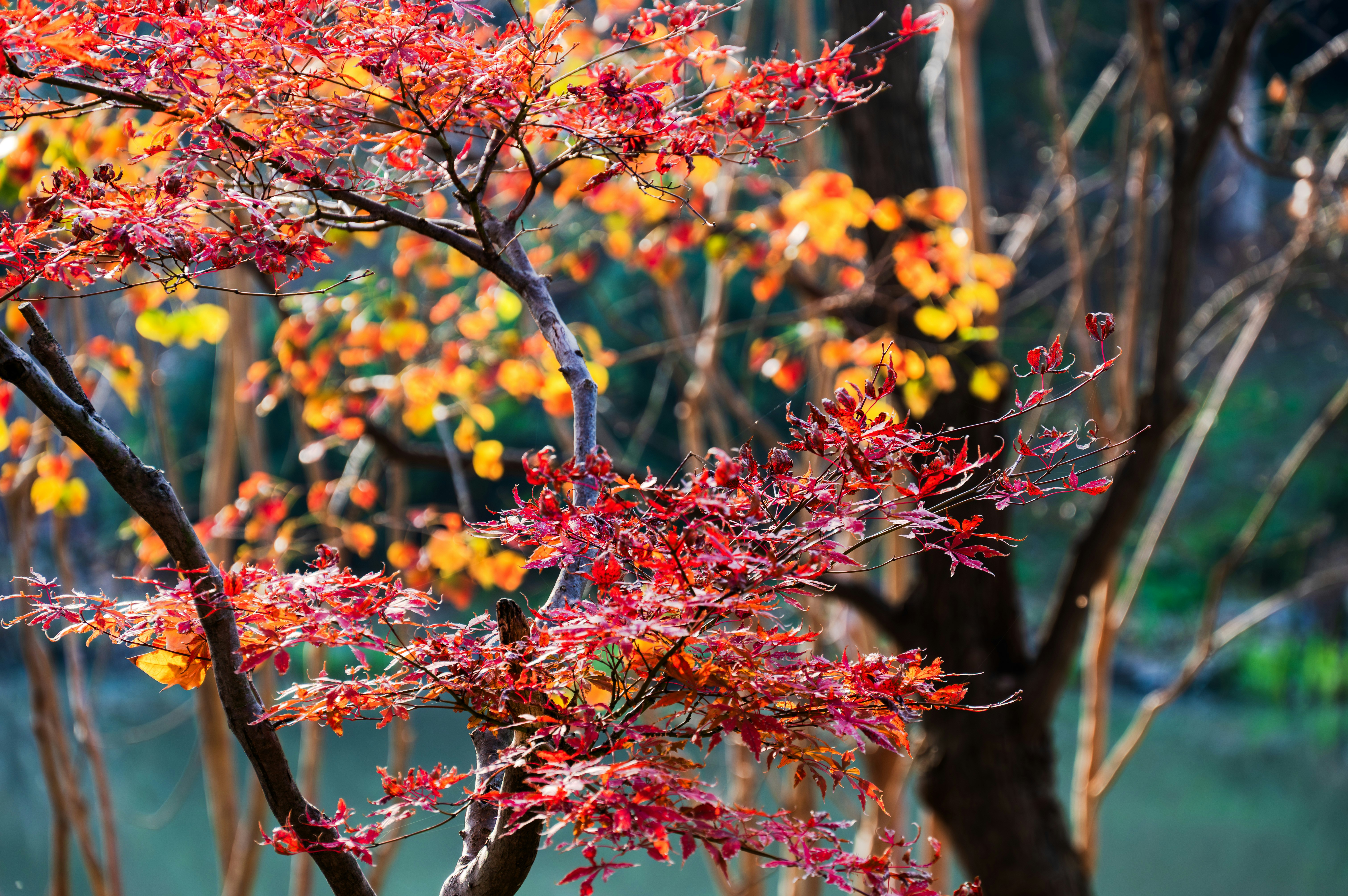 Photo by excellentcx